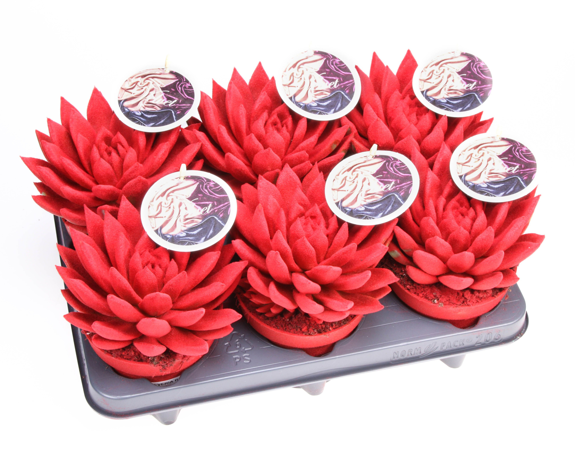 Velvet rood + etiket, D 12