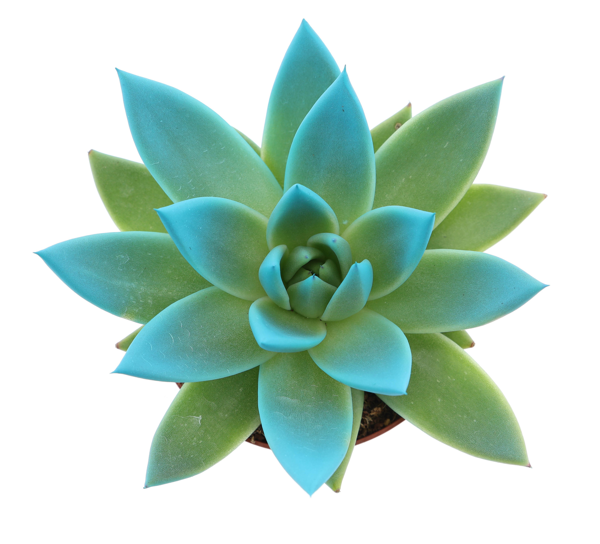 Miranda tips sky blue, D 8,5