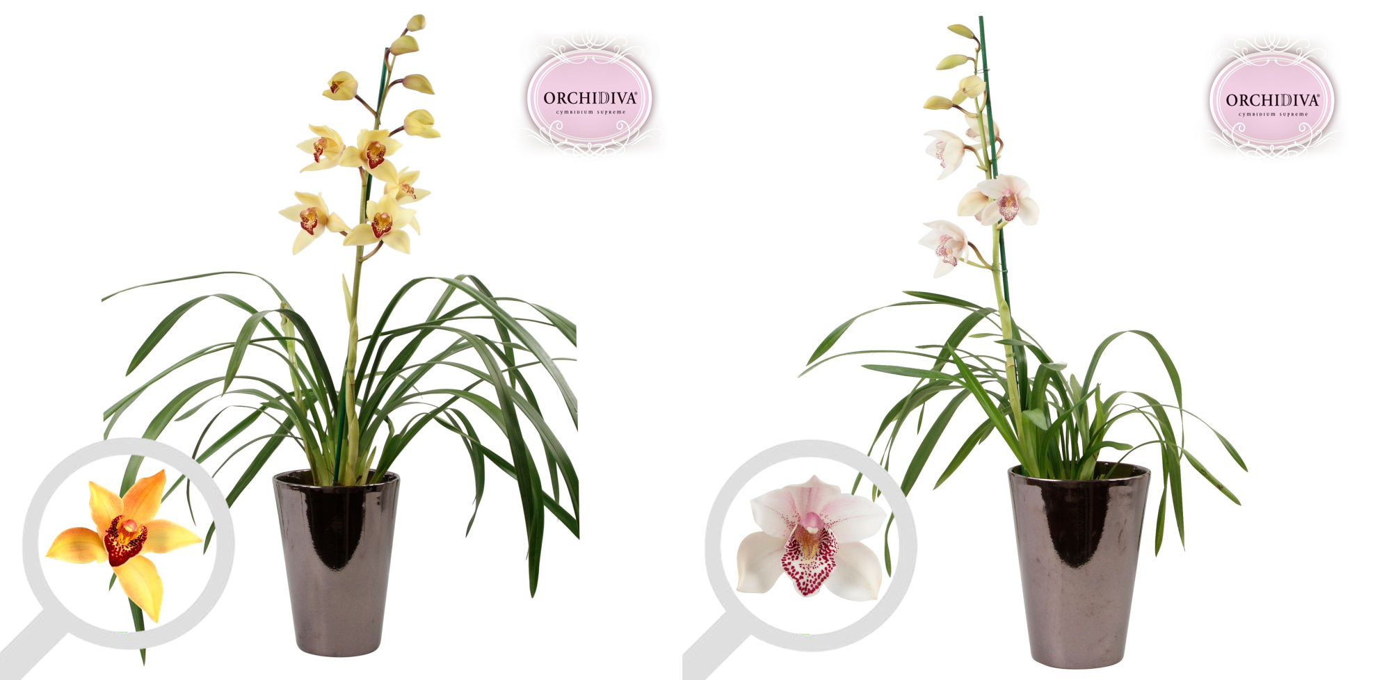 Cymbidium 1tak mix keramiek brons, D 17