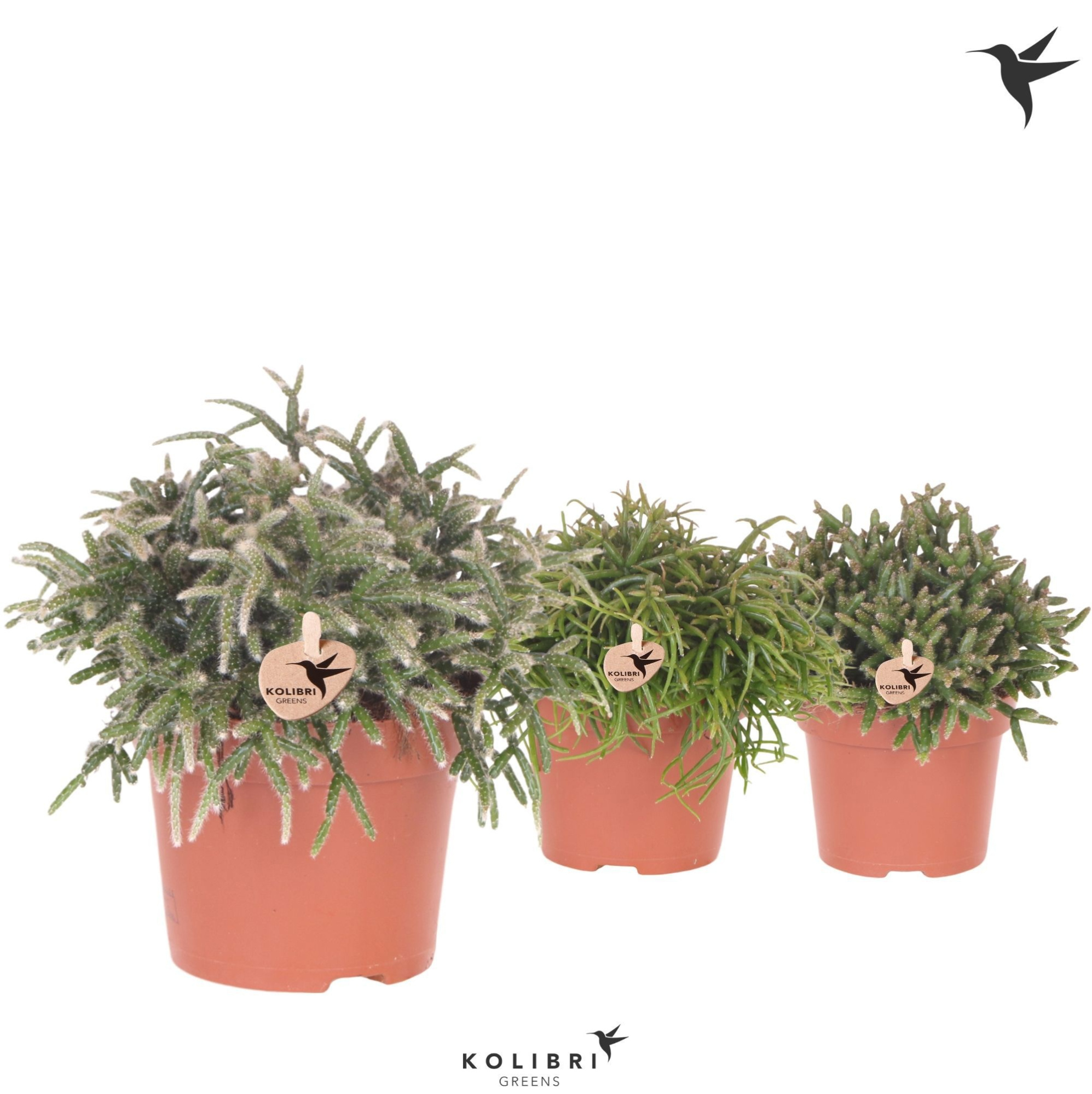 Kolibri Greens Rhipsalis mix, D 12
