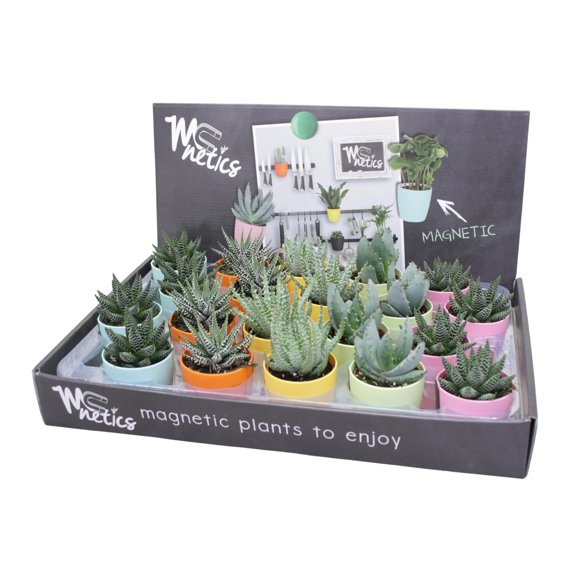 Aloë/Haworthia mix 5,5 cm in magnetic kleur pot, D 5,5