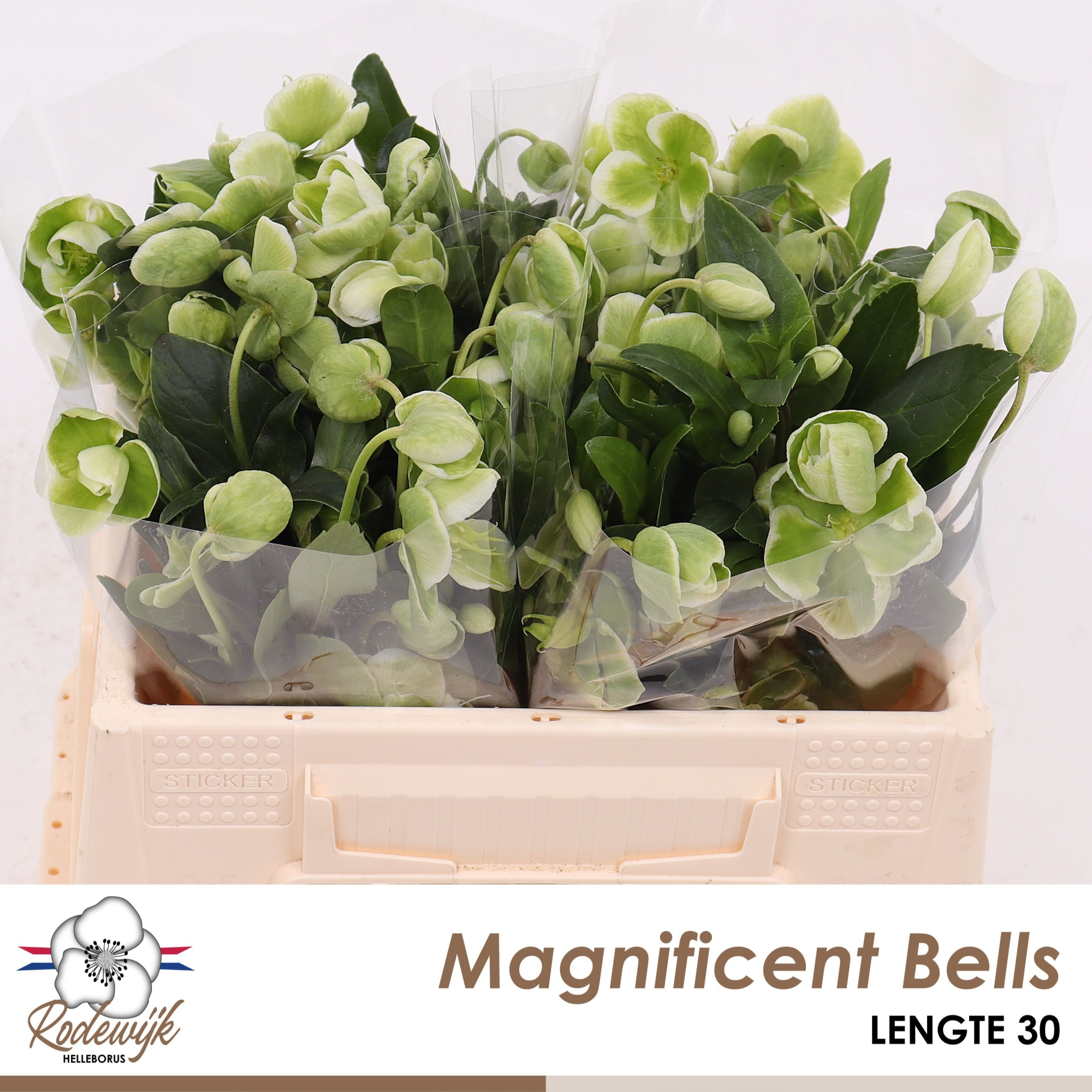 Хелеборус од. Магнификант Бэллс 30 (зел.), шт.