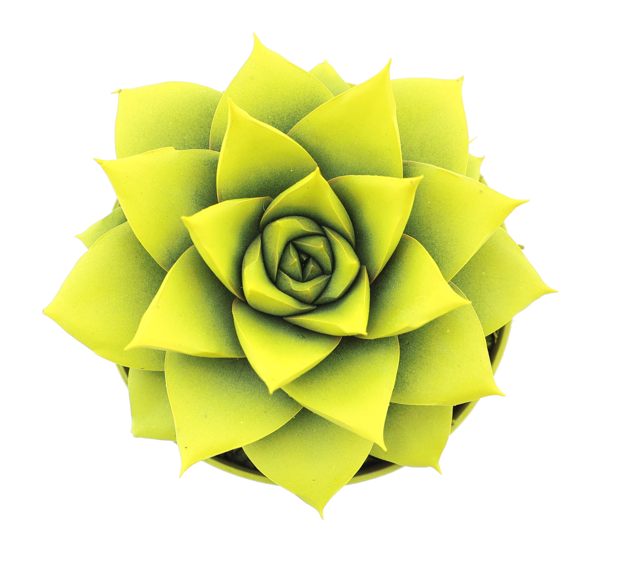 Rainbow purper yellow, D 8,5