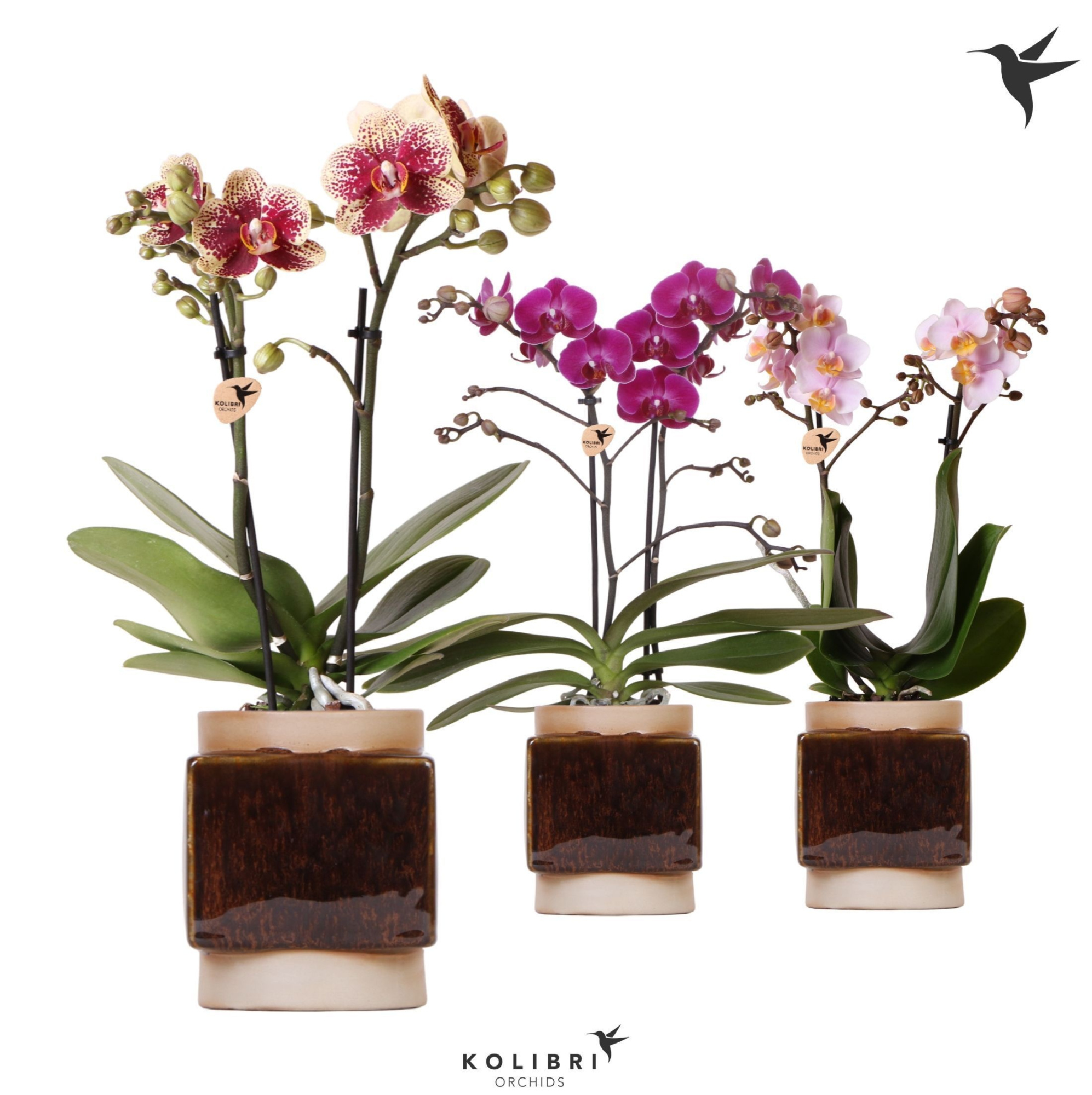 Kolibri Orchids Phalaenopsis mix 2 spike in Classy Cube pot, D 9
