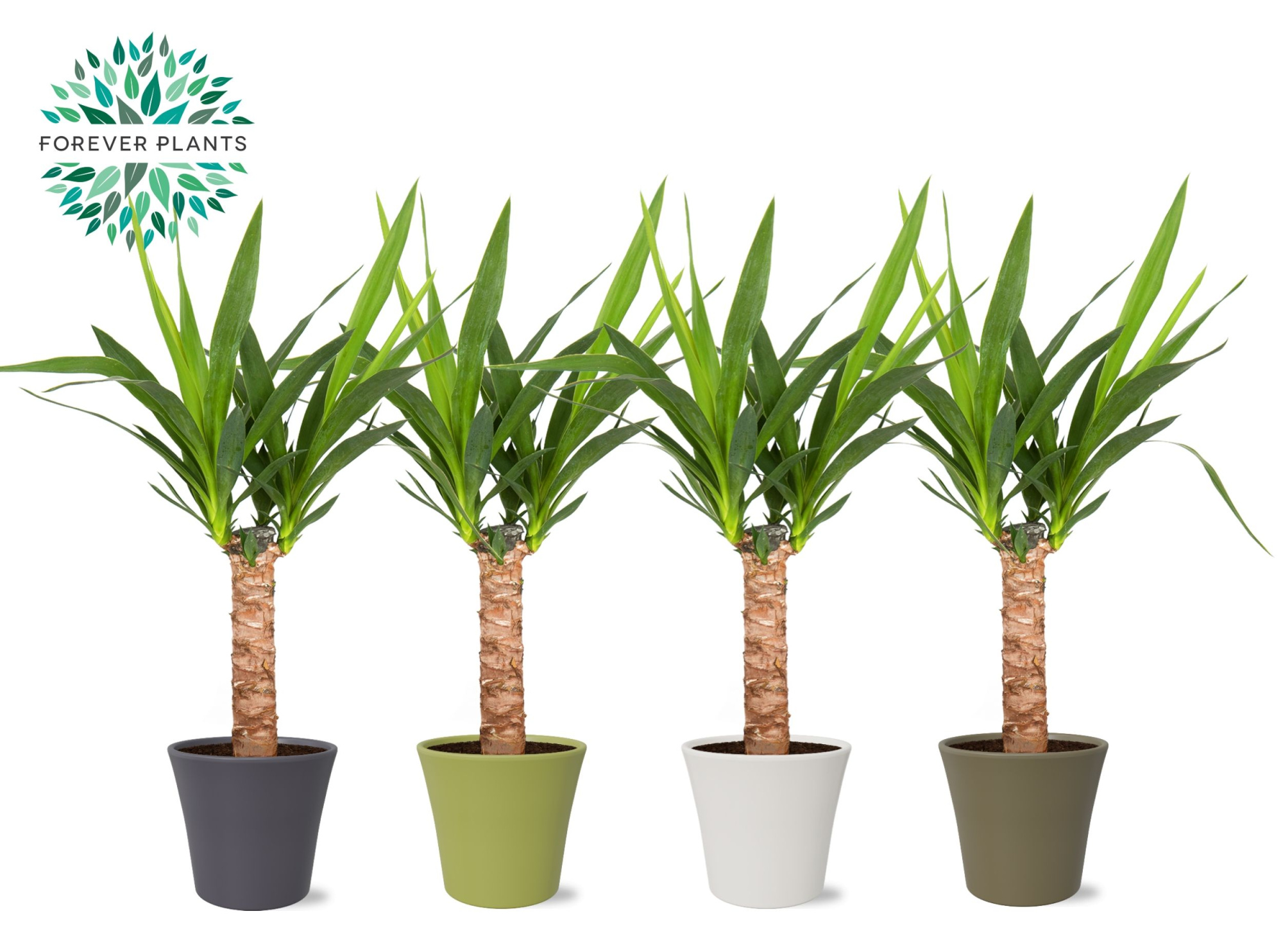 Yucca p14, 30 cm (2+ KOP) in COCO Keramiek, D 14