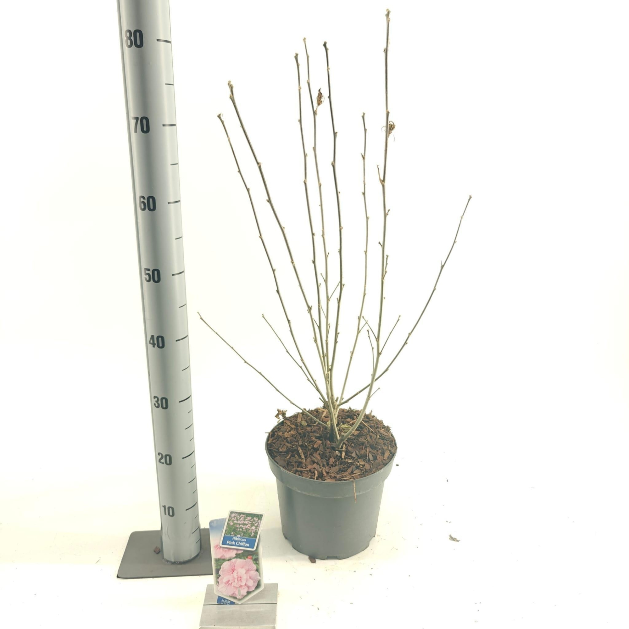 Hibiscus syr. Pink Chiffon ('Jwnwood4'PBR), D 23