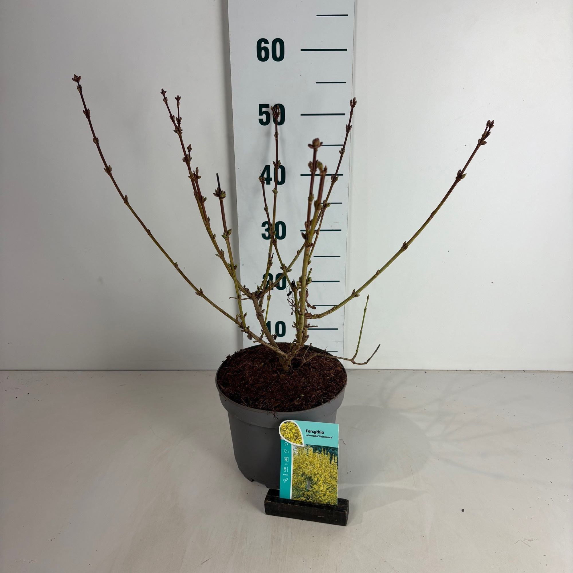 Forsythia intermedia Goldrausch, D 20