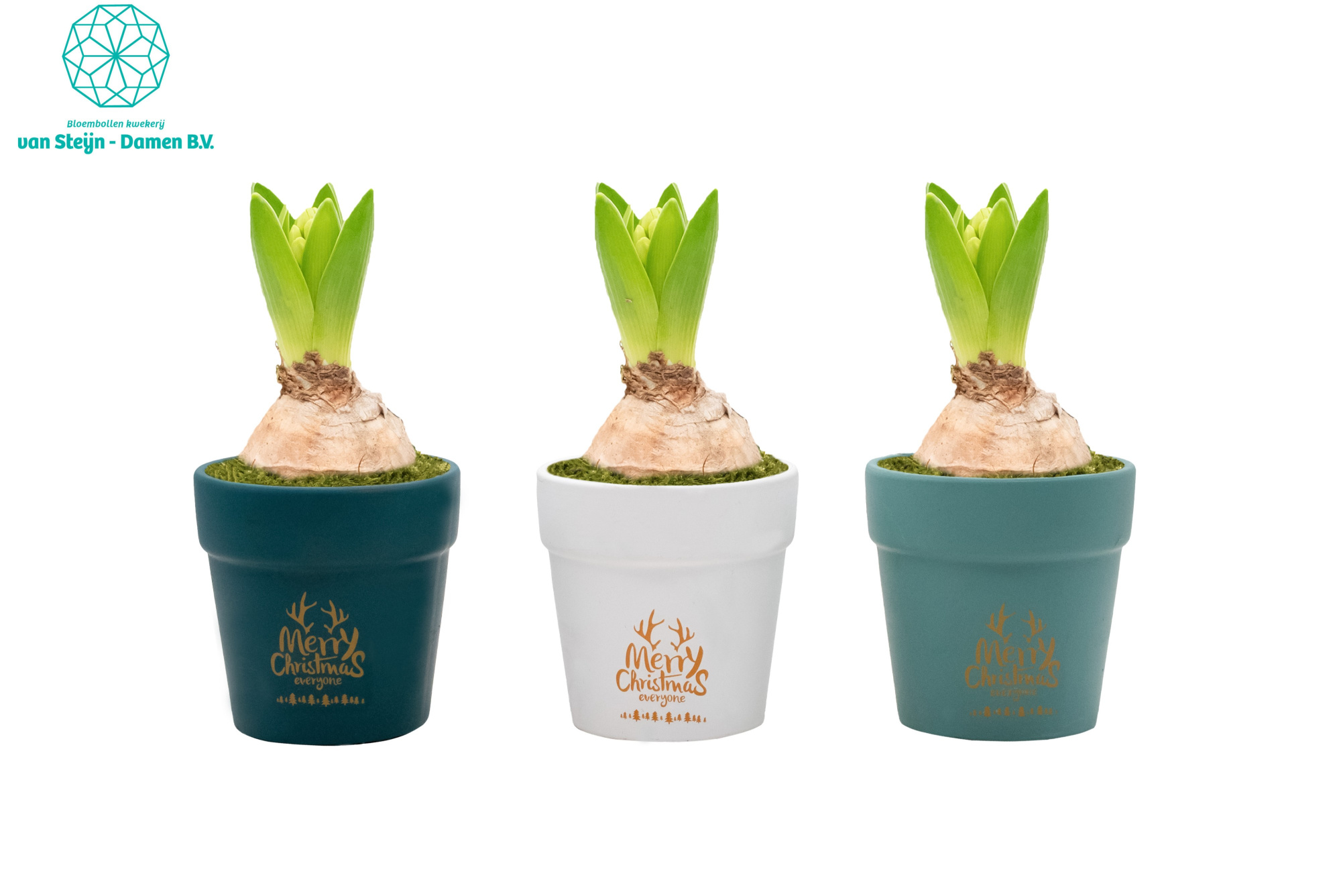 Hyacinthus 'Christmas Everyone', D 10