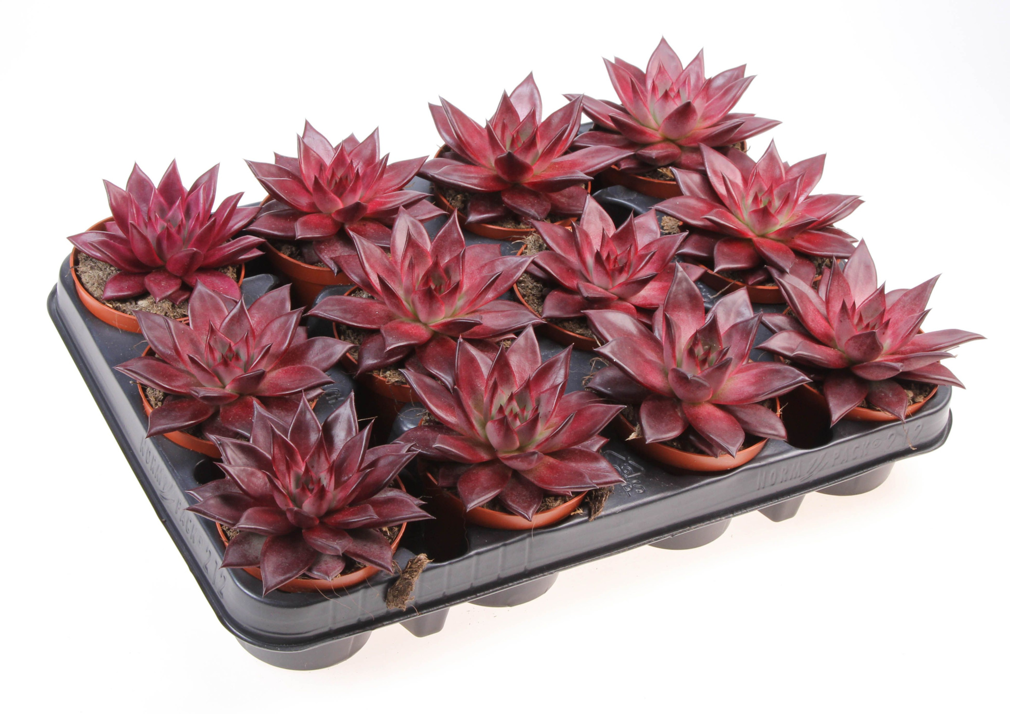 Echeveria agavoides romeo, D 8,5