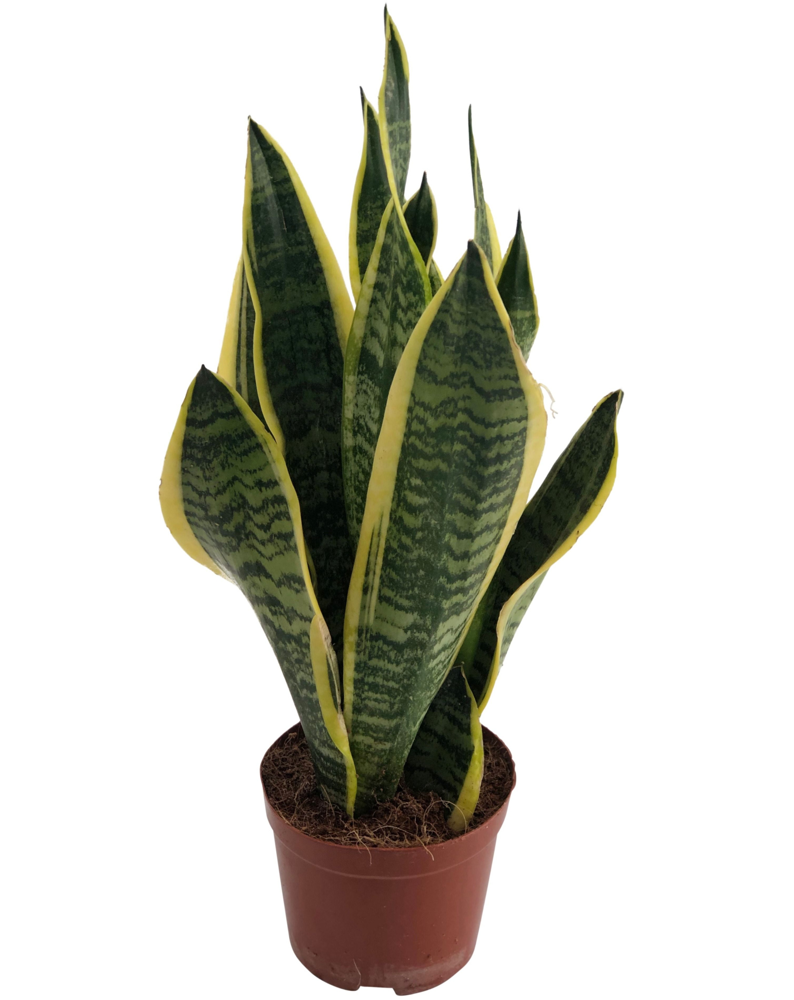 Sansevieria Superba 3pp, D 14