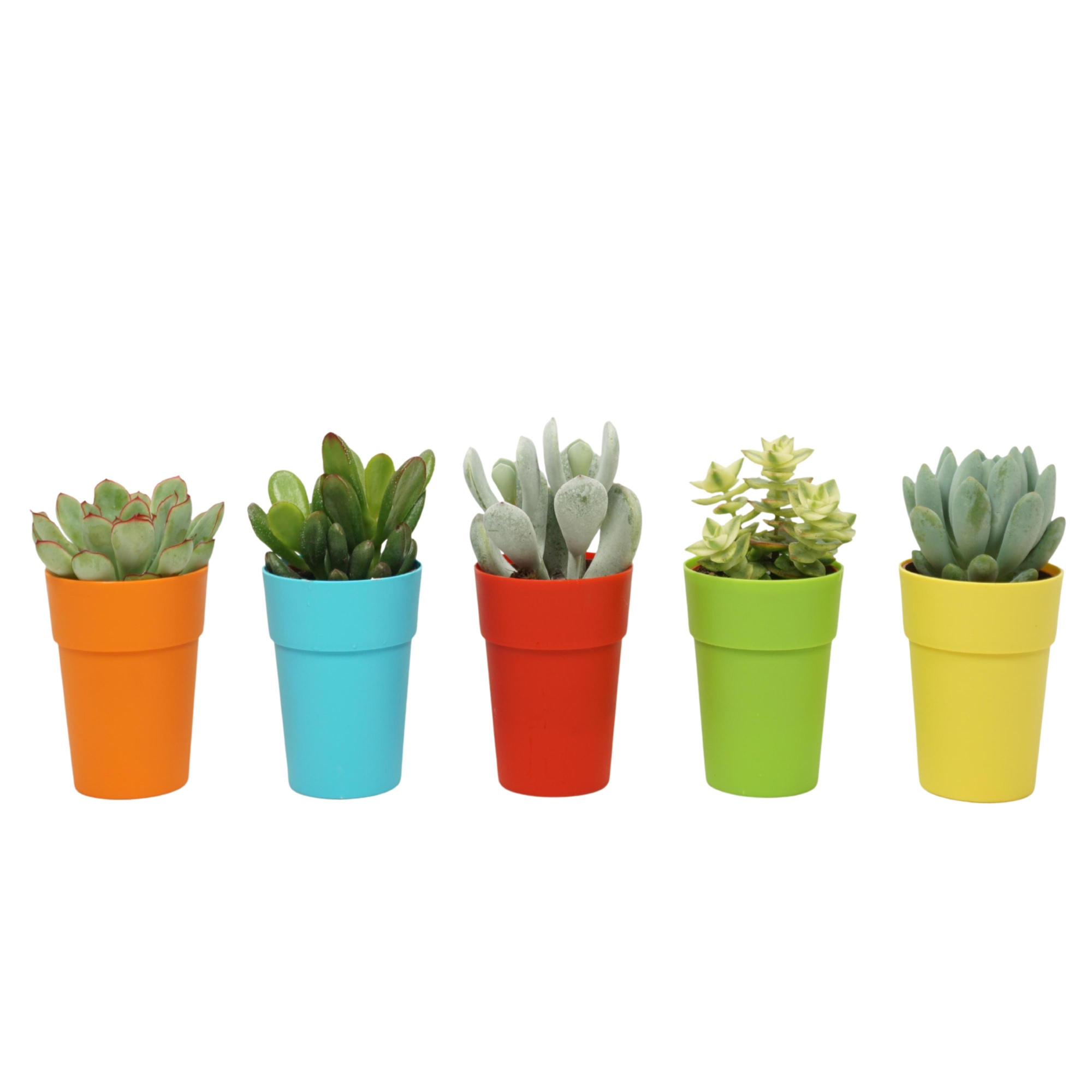 Succulenten mix 5,5 cm in gekleurd gerecycled kunststof potje, D 5,5