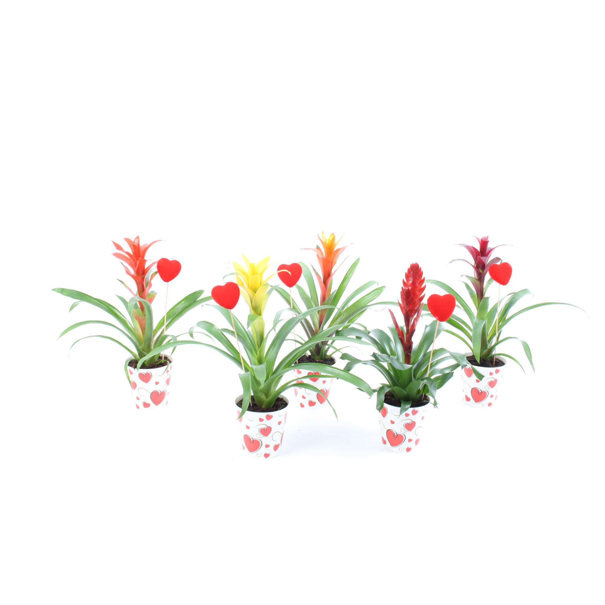 Bromelia mix True Love hart cover + steker, D 12,5