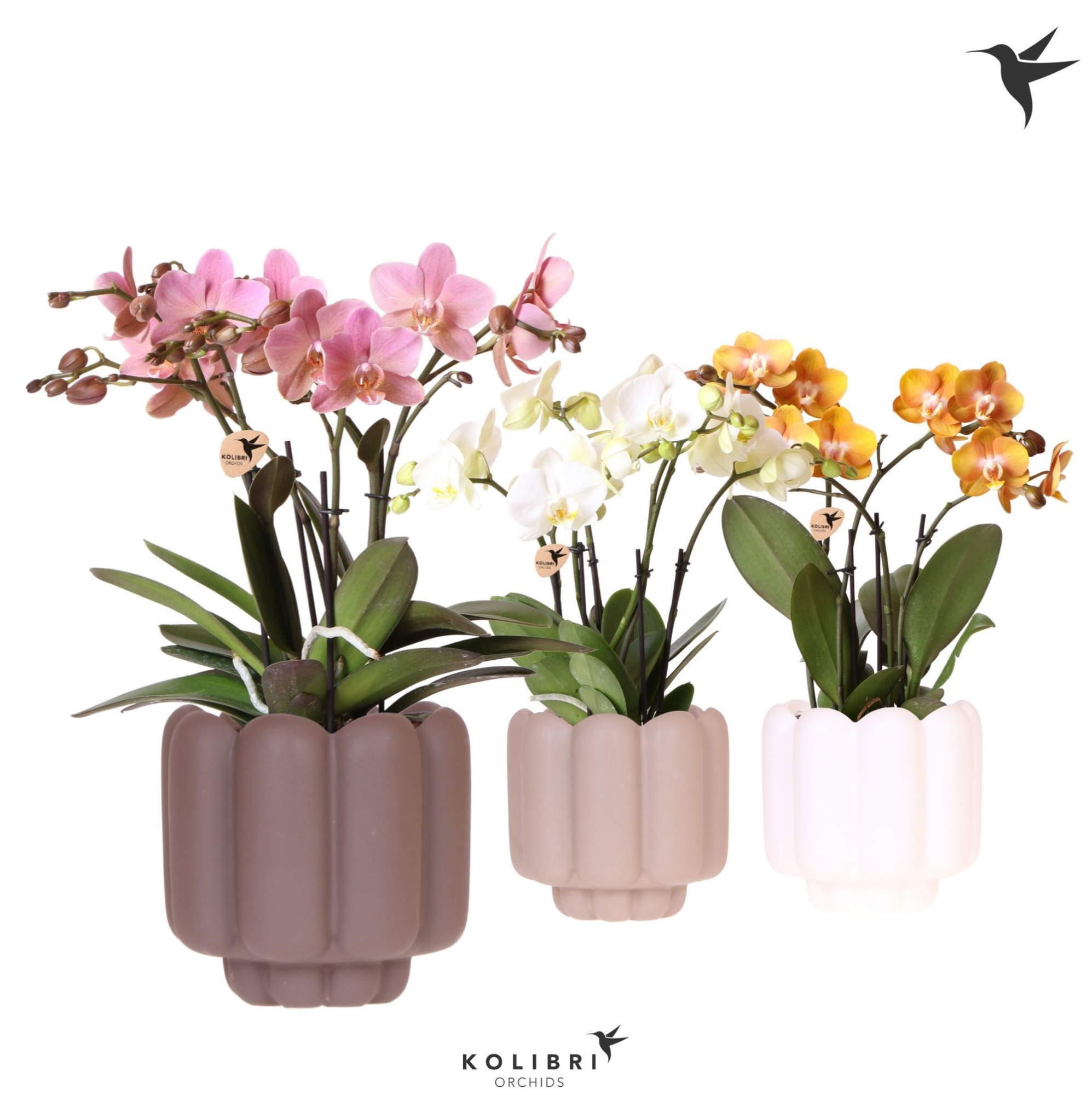 Kolibri Orchids Phalaenopsis Jewel mix 4 spike in Retro pot sand mix, D 12
