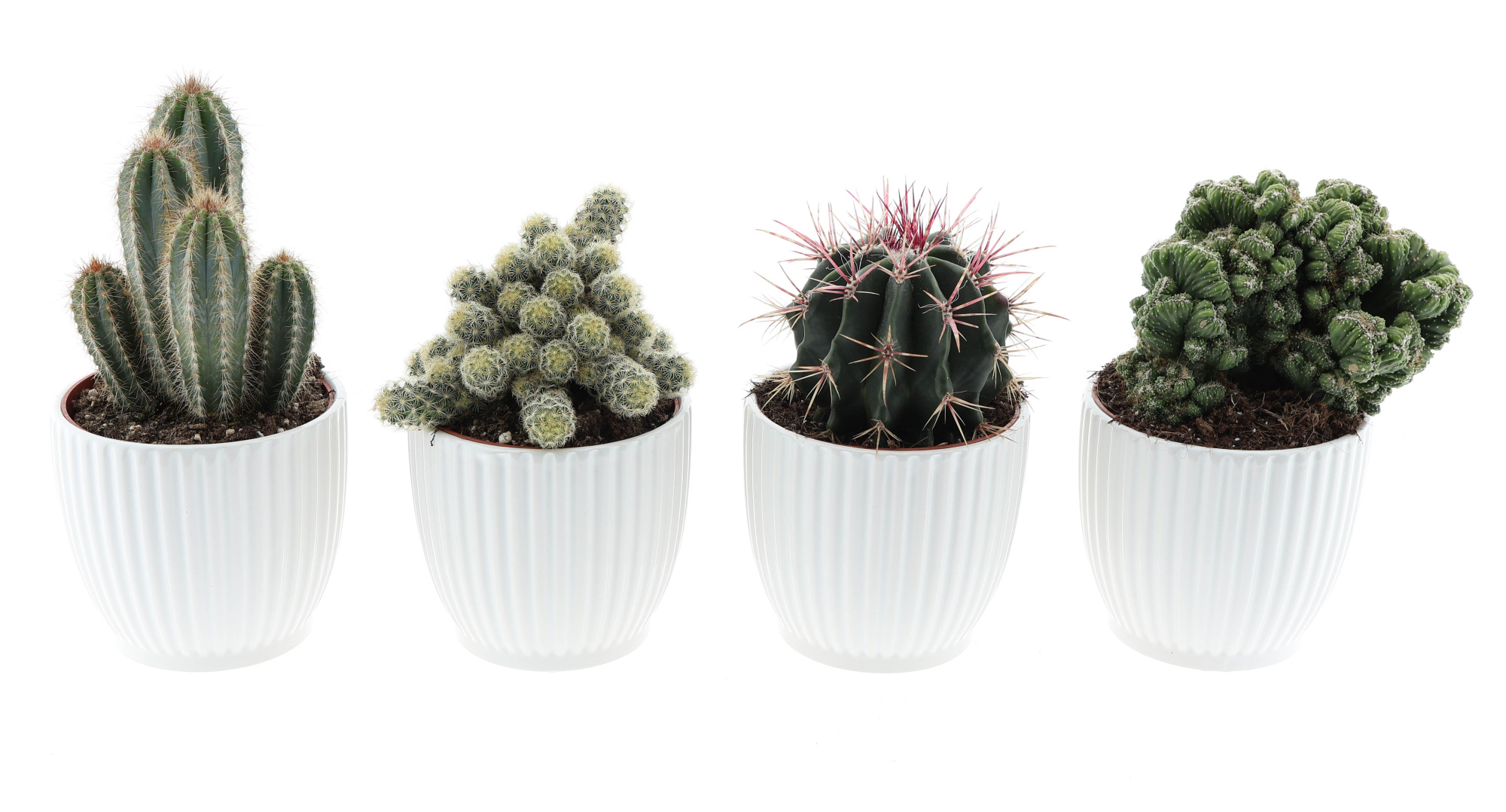Design pot cactus mix, D 12