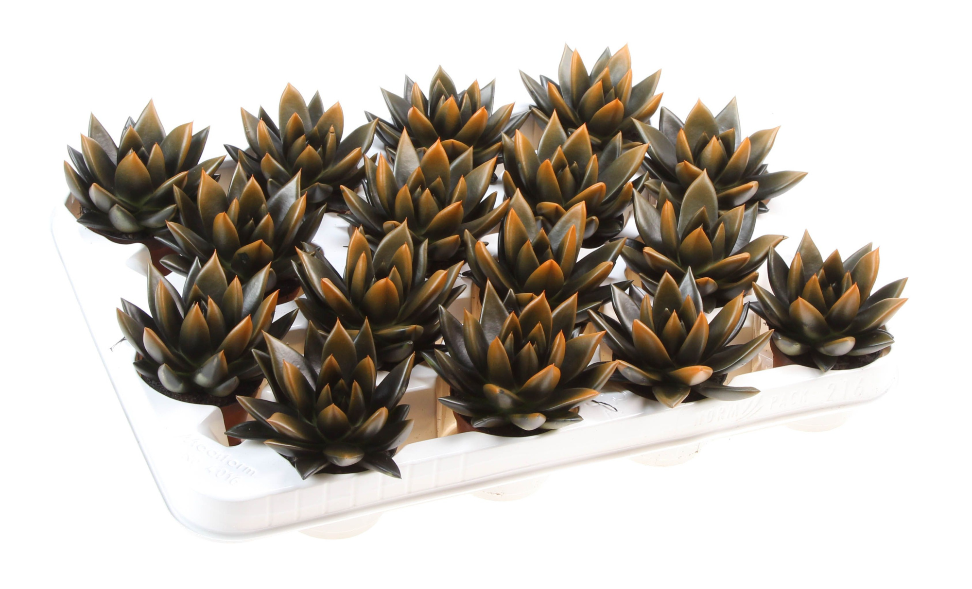 Halloween bicolor black + orange point, D 6