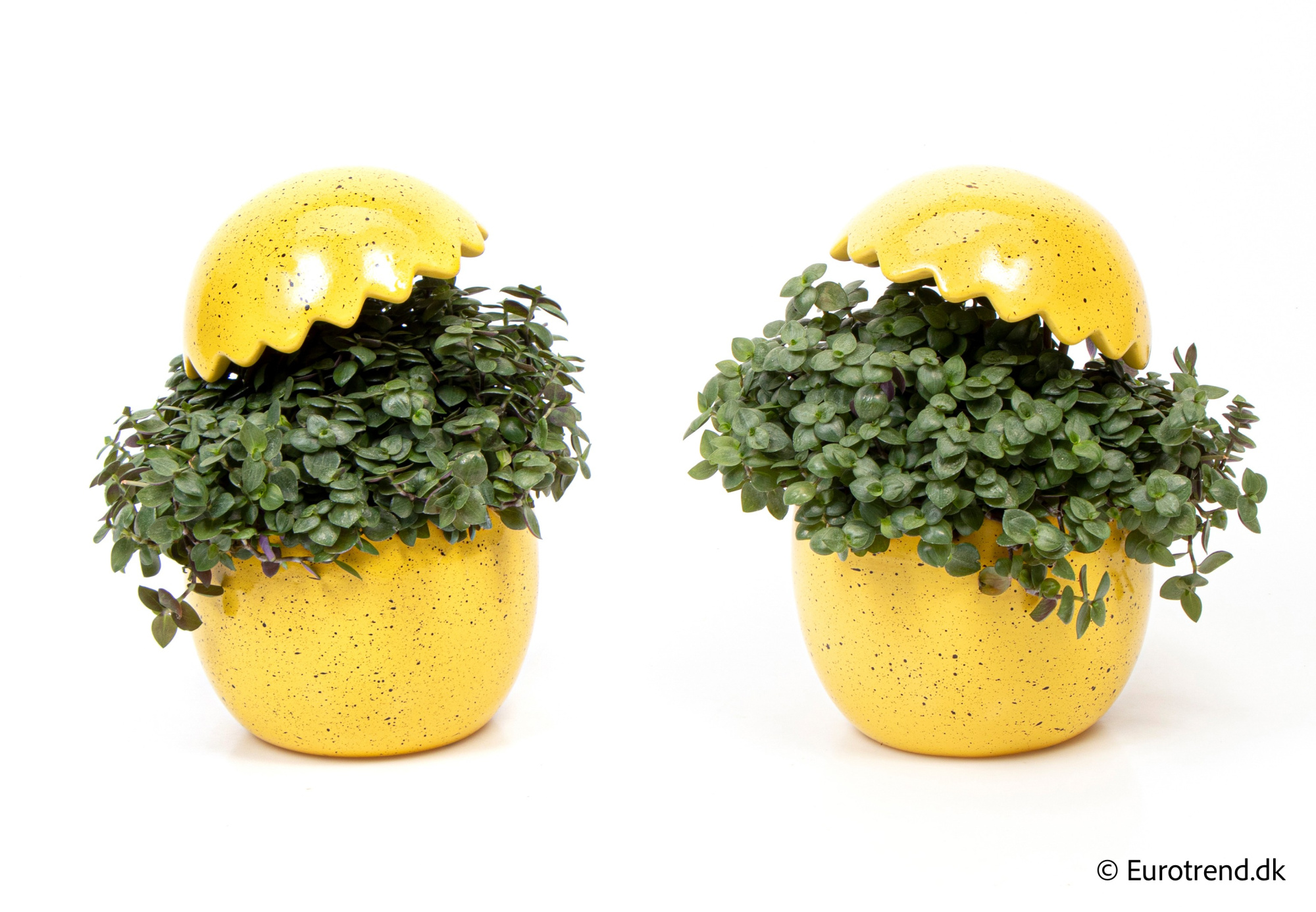 Callisia in Easter ceramic 2026, D 10,5