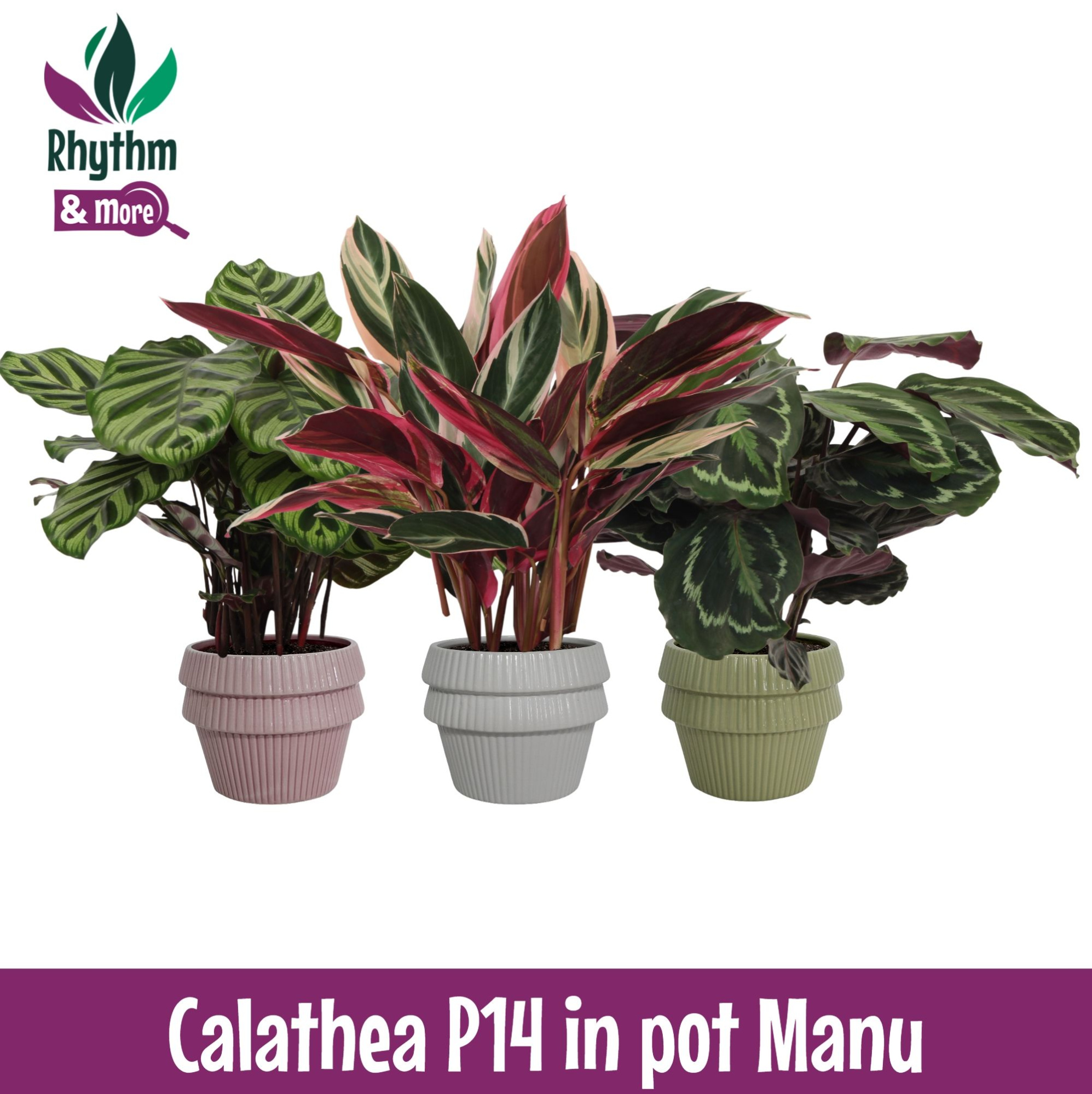Calathea mix in pot Manu Keramiek - Rhythm & More, D 14