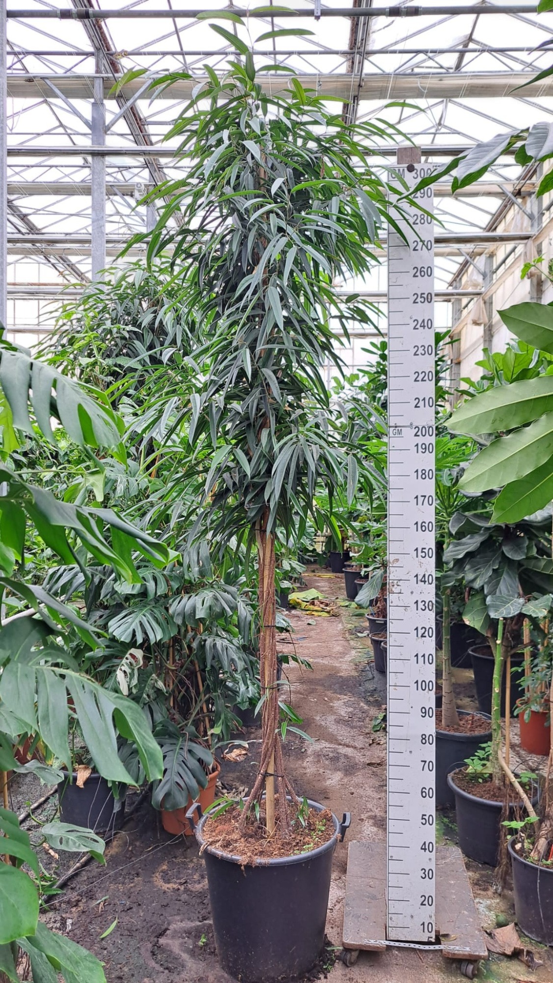 Ficus Alii gedraaide stam 325, D 60