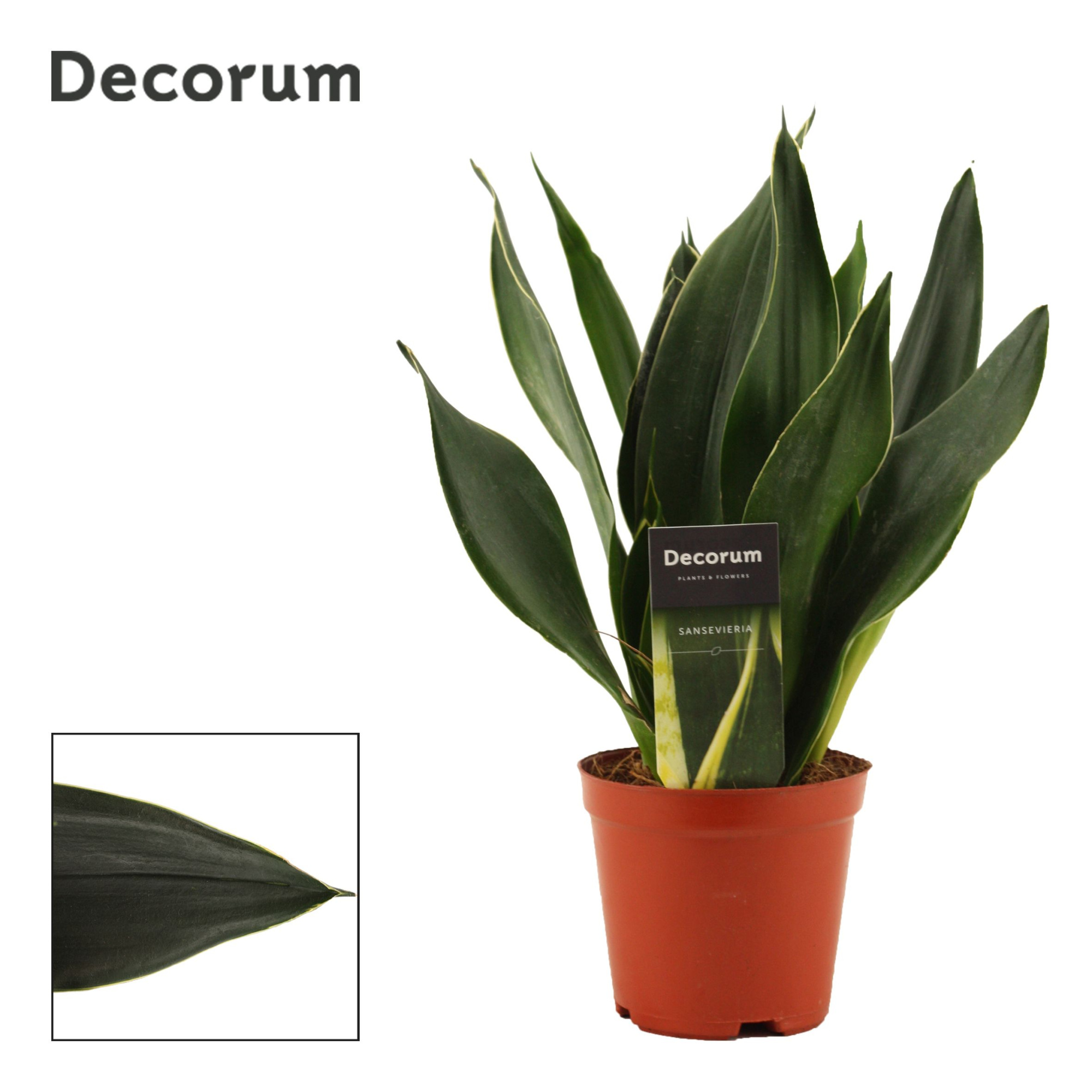 Sansevieria Black Diamond 12 cm (Decorum), D 12