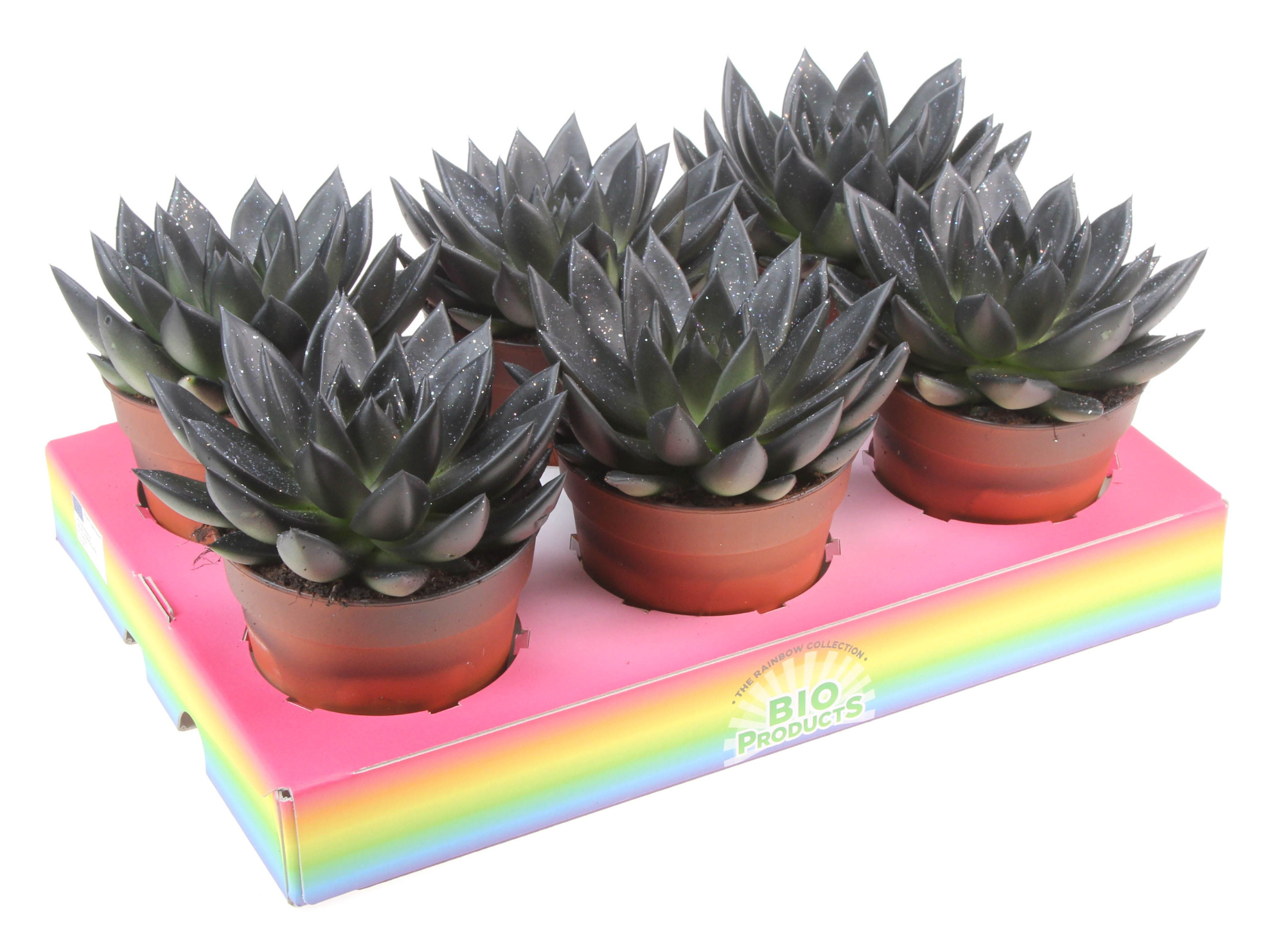 Bio miranda black glitter, D 12