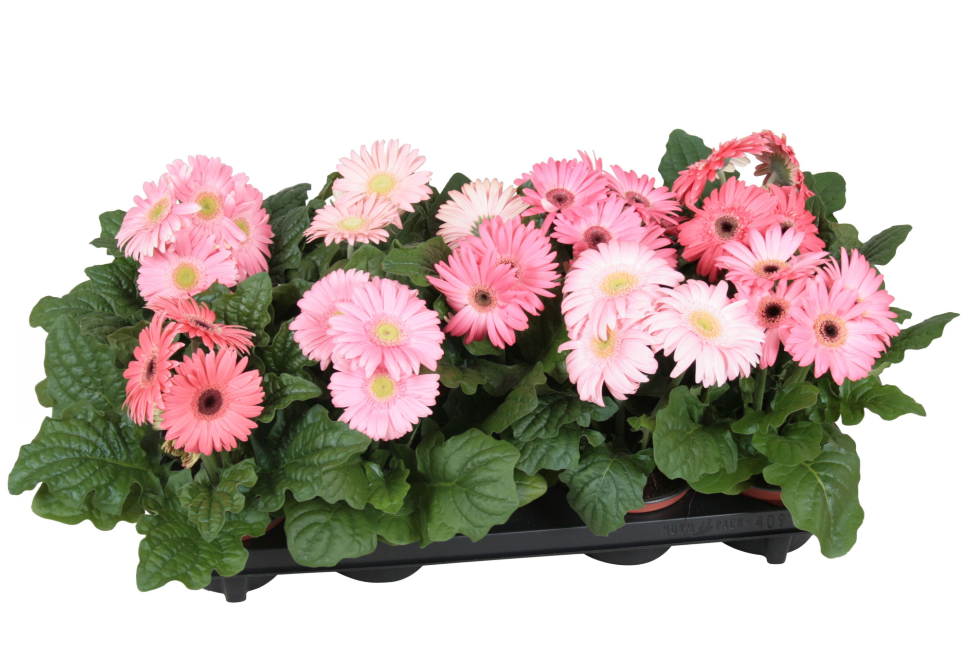 Gerbera belicht 2+ 12cm excellent rose (diverse kleurtinten), D 12