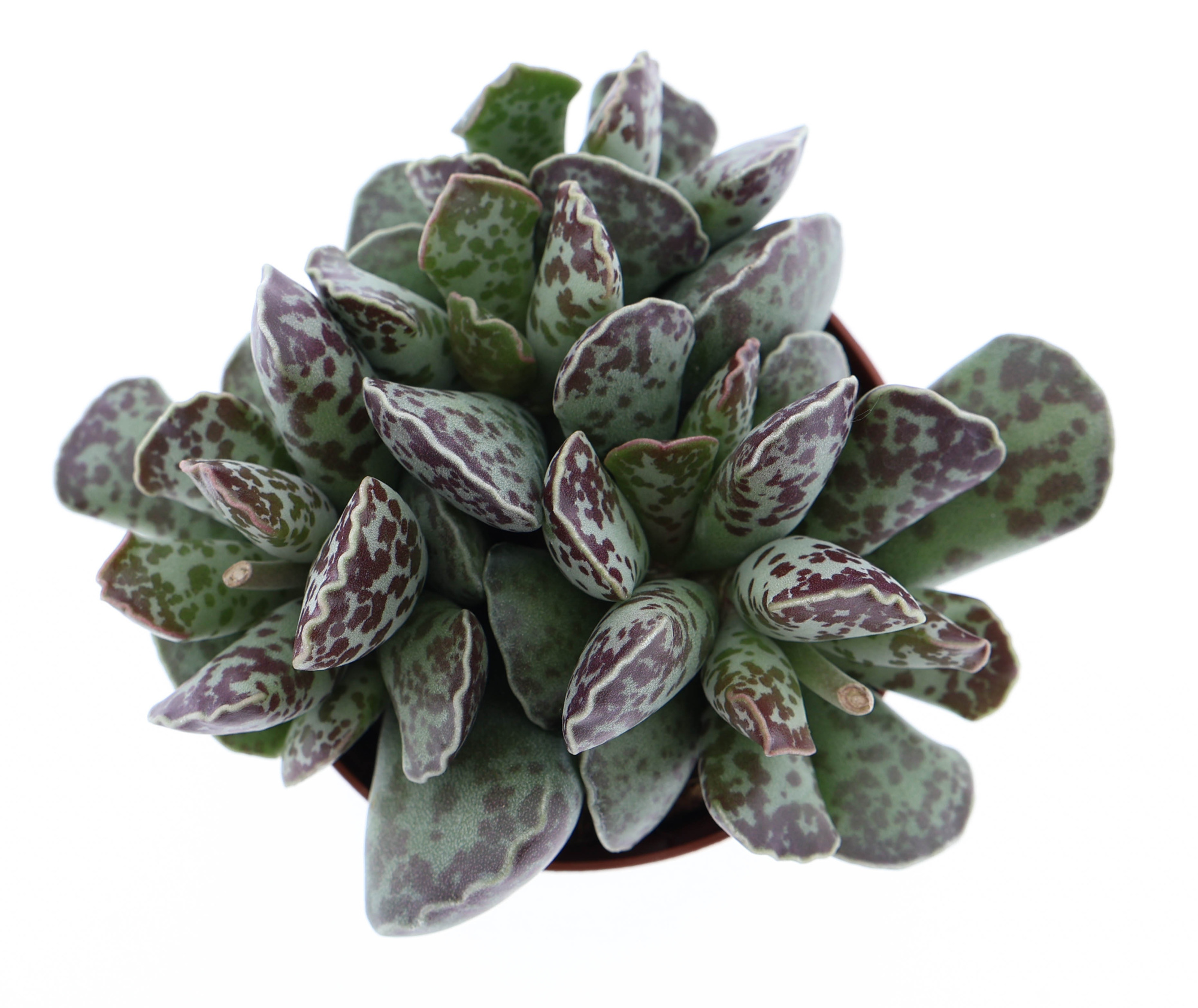 Adromischus Cooperii, D 8,5