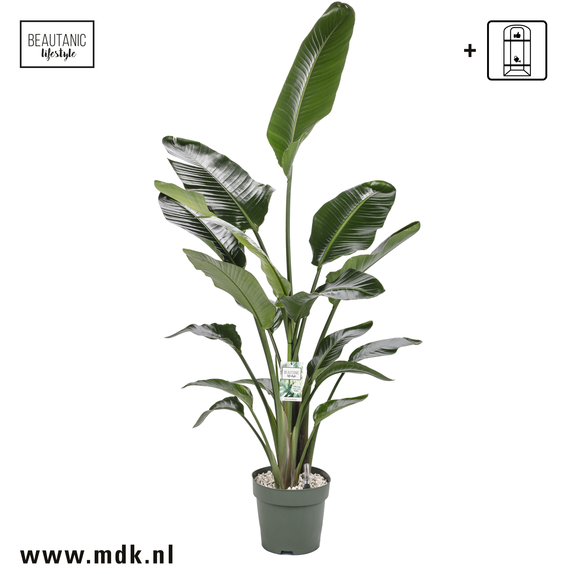 Strelitzia Nicolai, D 27