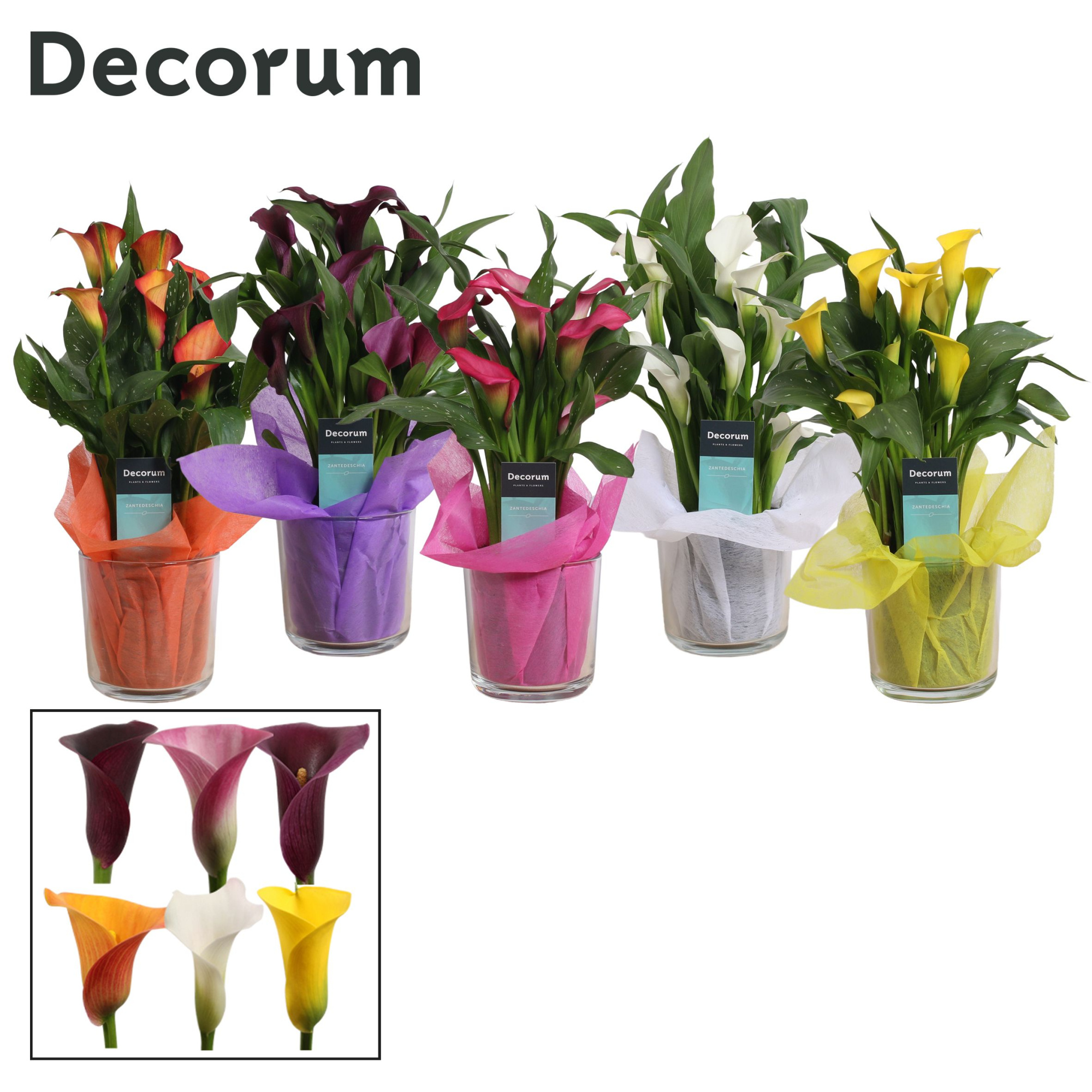 Zantedeschia (Calla) Mix in Claudia Glas (Decorum), D 12