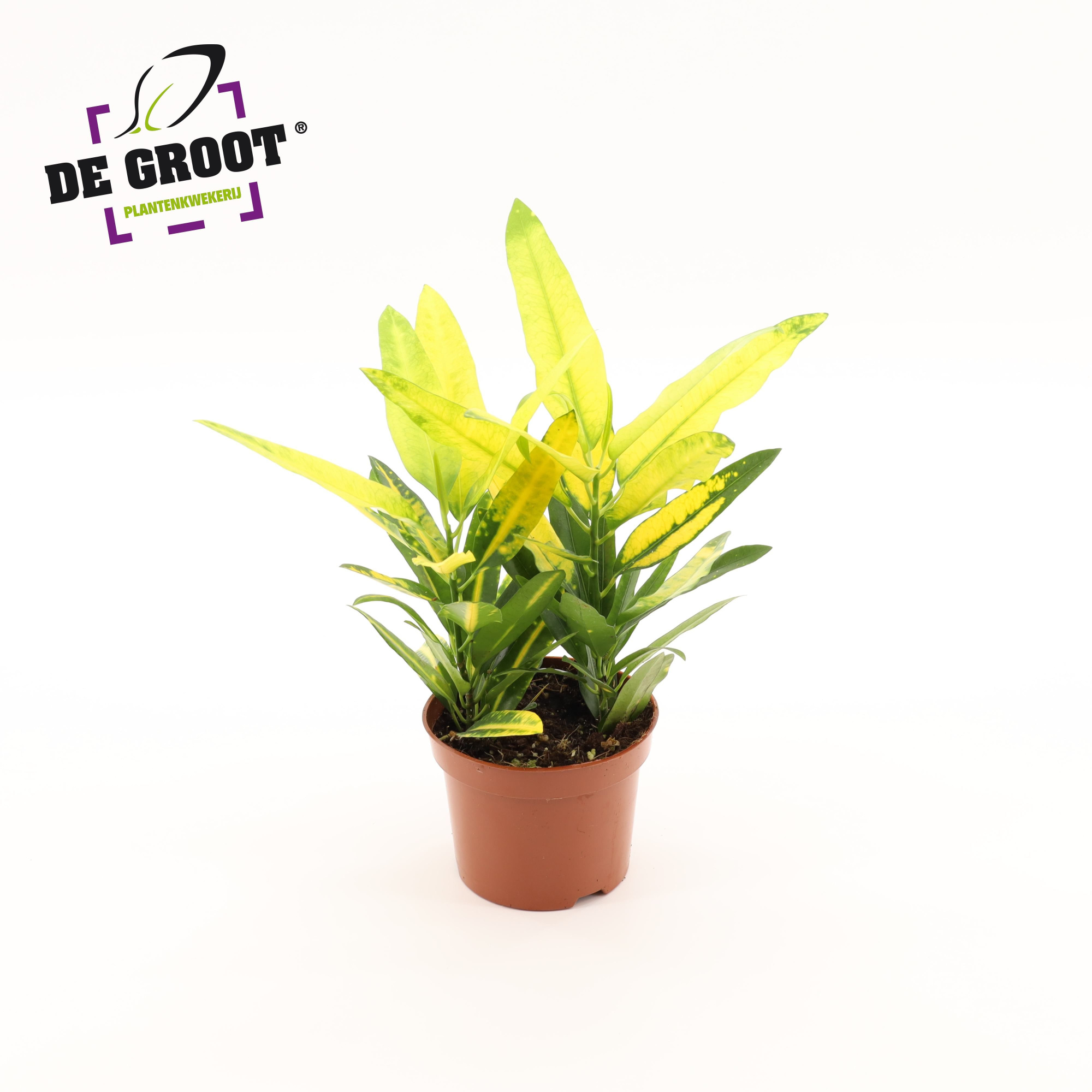 Croton "Sunny Star", D 12
