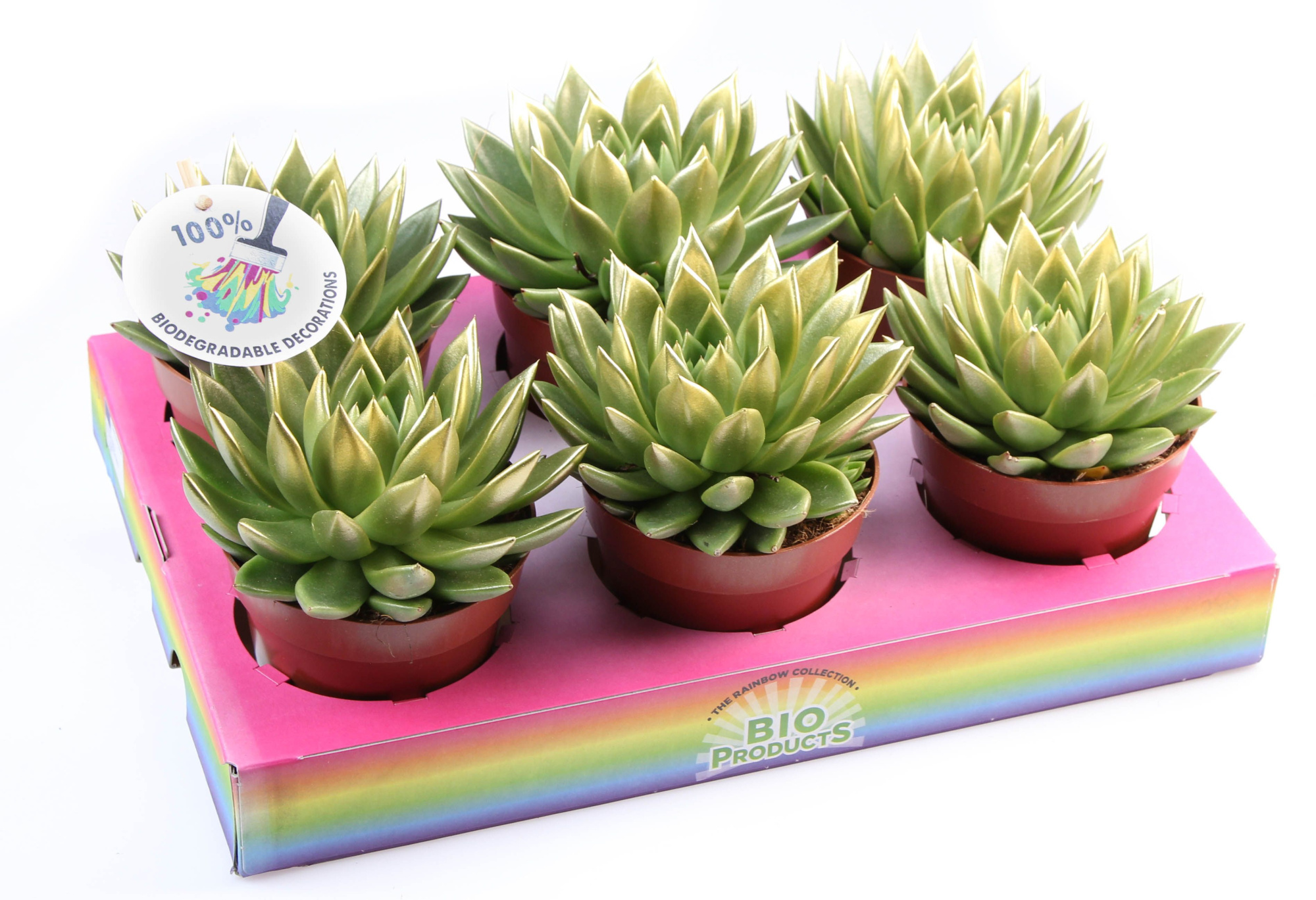 Miranda gold tips, D 12