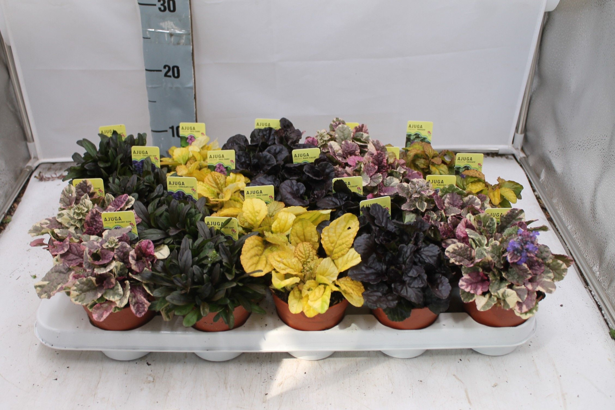 Ajuga reptans gemengd, D 9