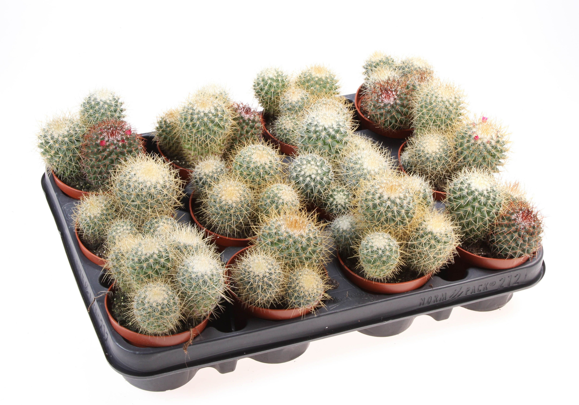 Mammillaria pringley geel, D 8,5