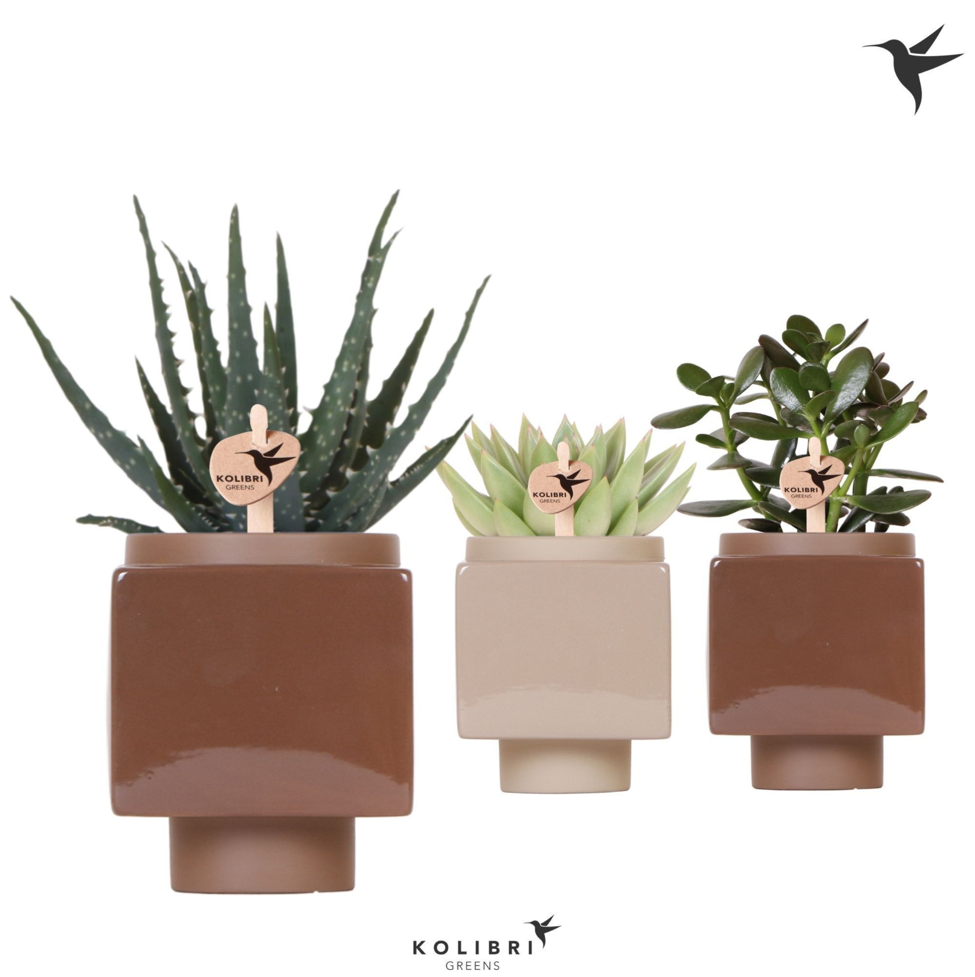Kolibri Greens Succulenten mix in Cube pot brown, D 9