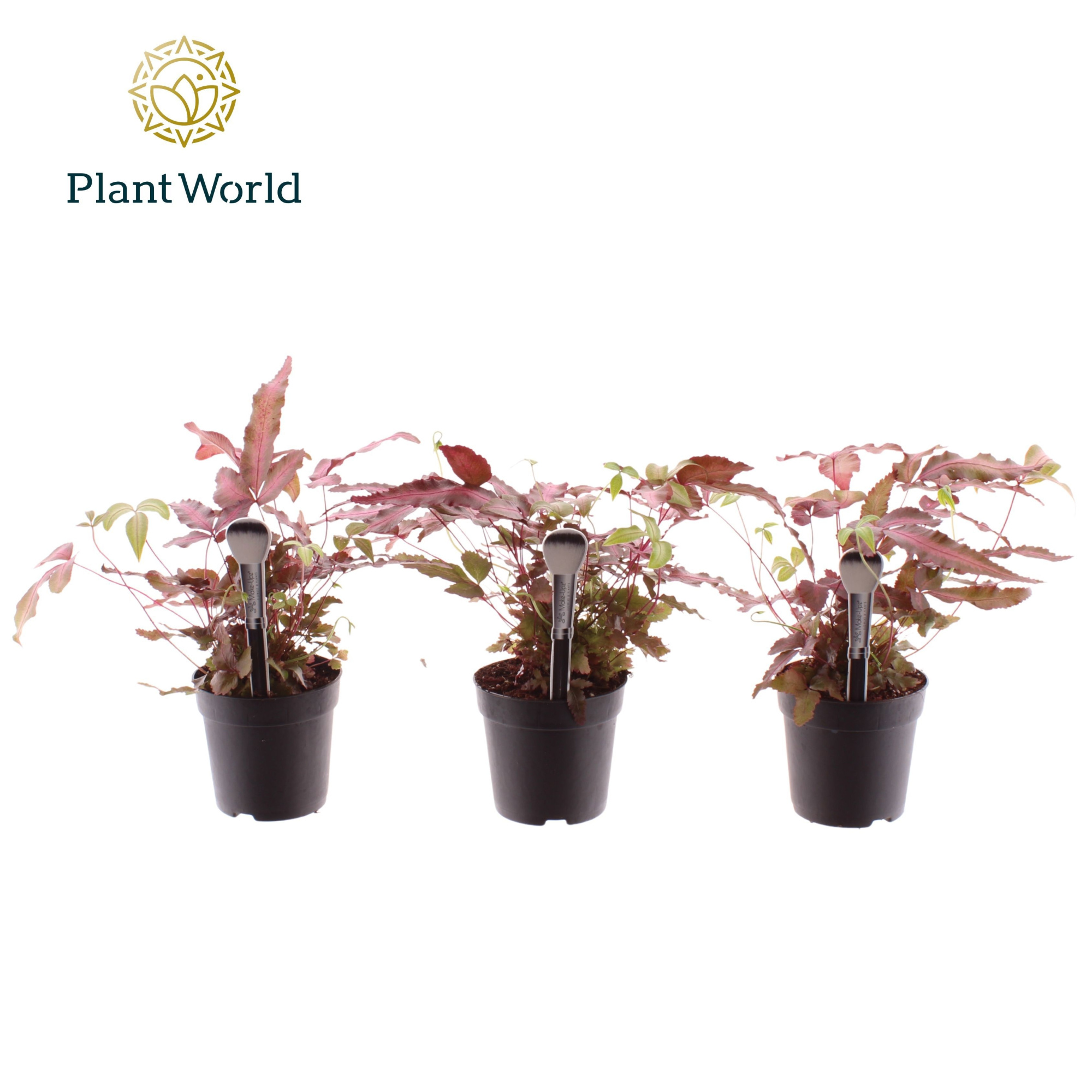 Pteris cretica 'Albolineata' 7 cm Make-Upz Roze, D 7