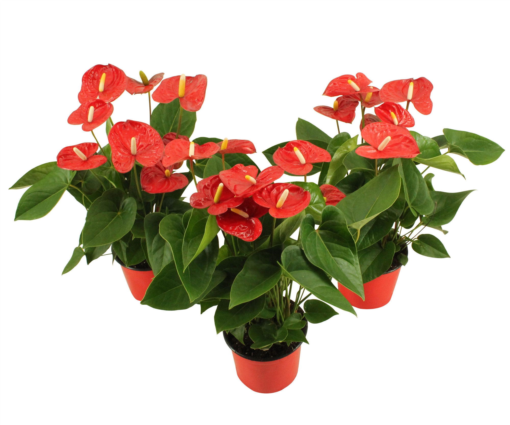 Anthurium XL.9 Jambo Red 14cm, D 14