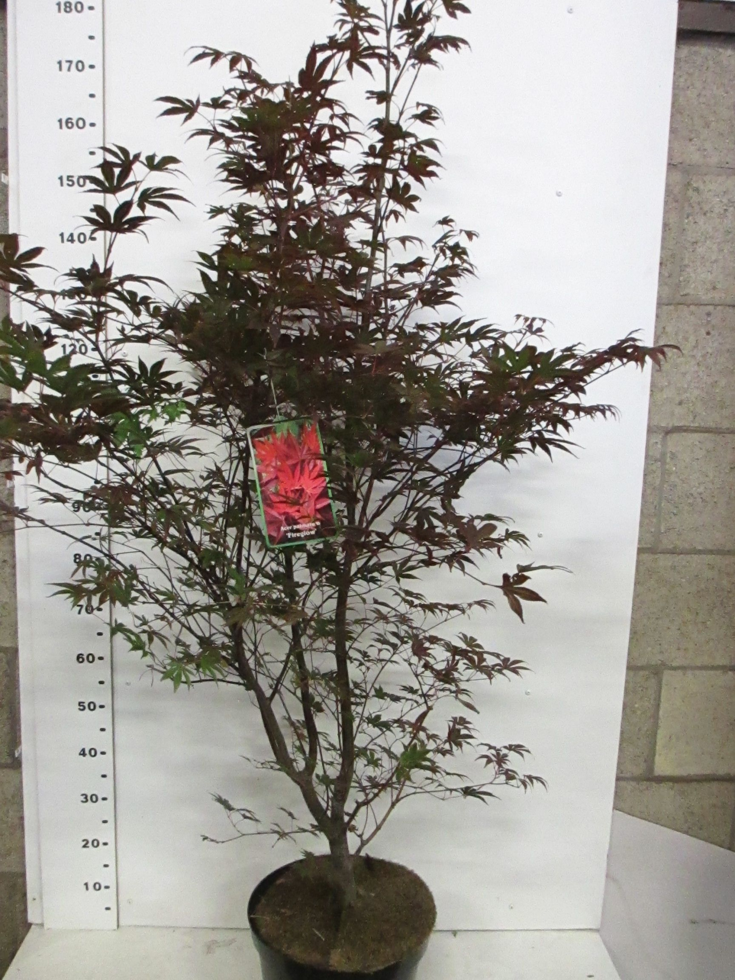 Acer palm. Fireglow 125-150 P32, D 32