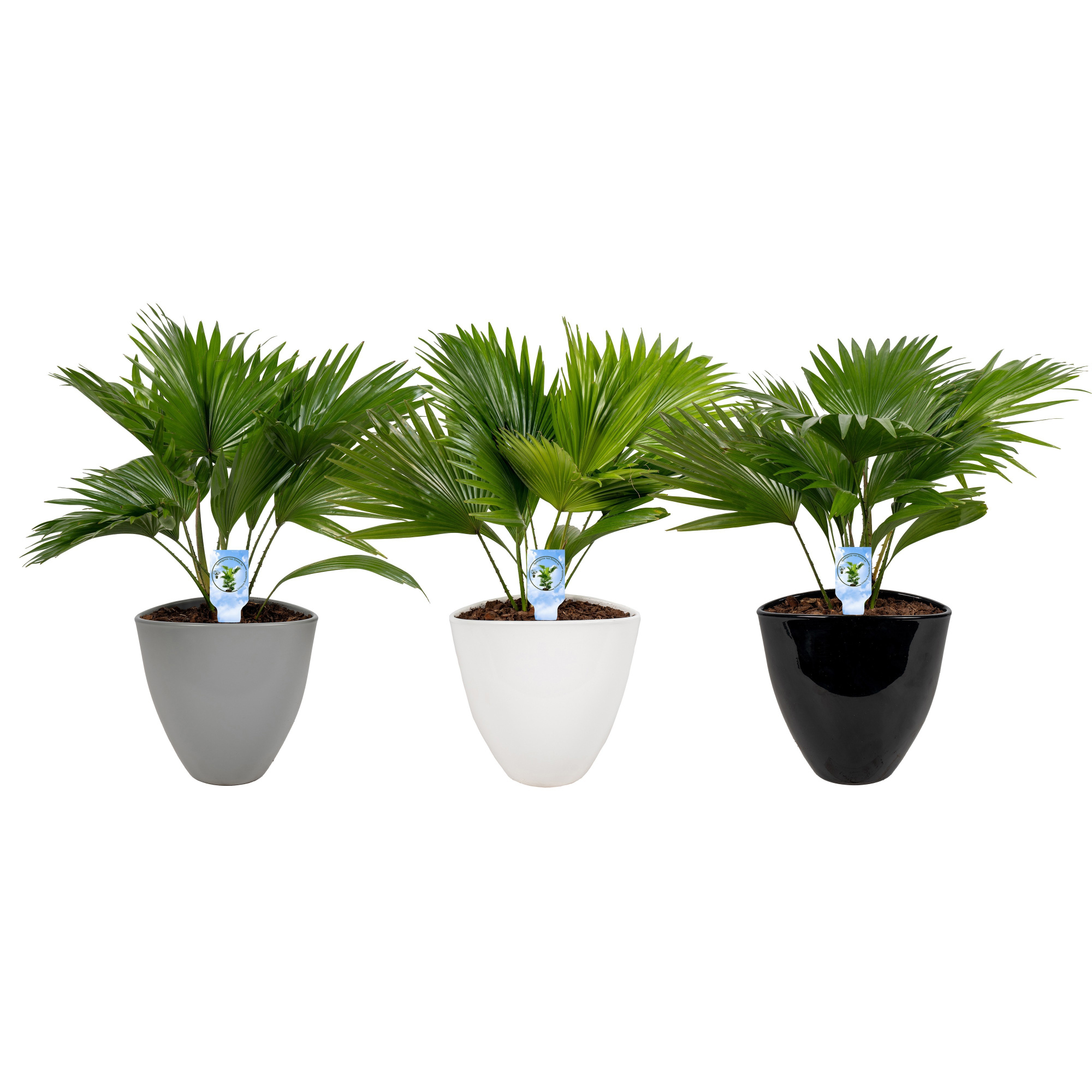 Livistona in avani pot mix asp, D 22