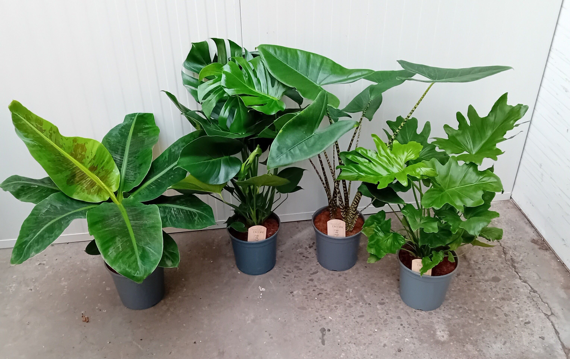 Mix Groene Kamerplant, D 21