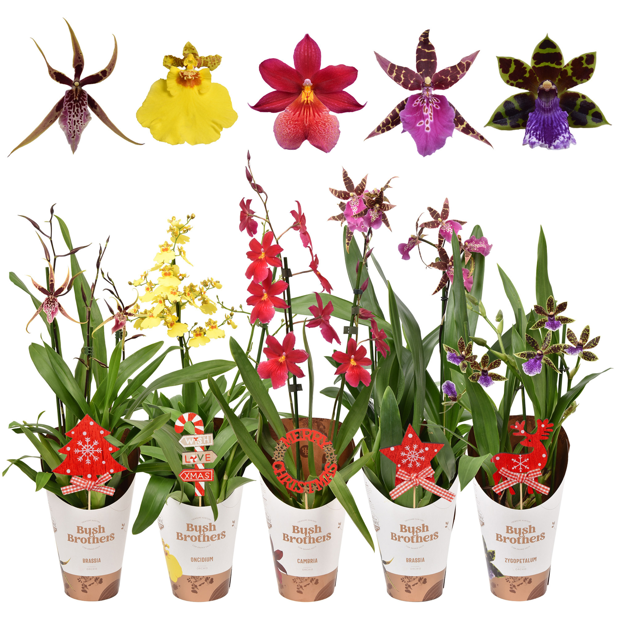 Orchideeën mix 2 tak lang met kerst steker, D 12