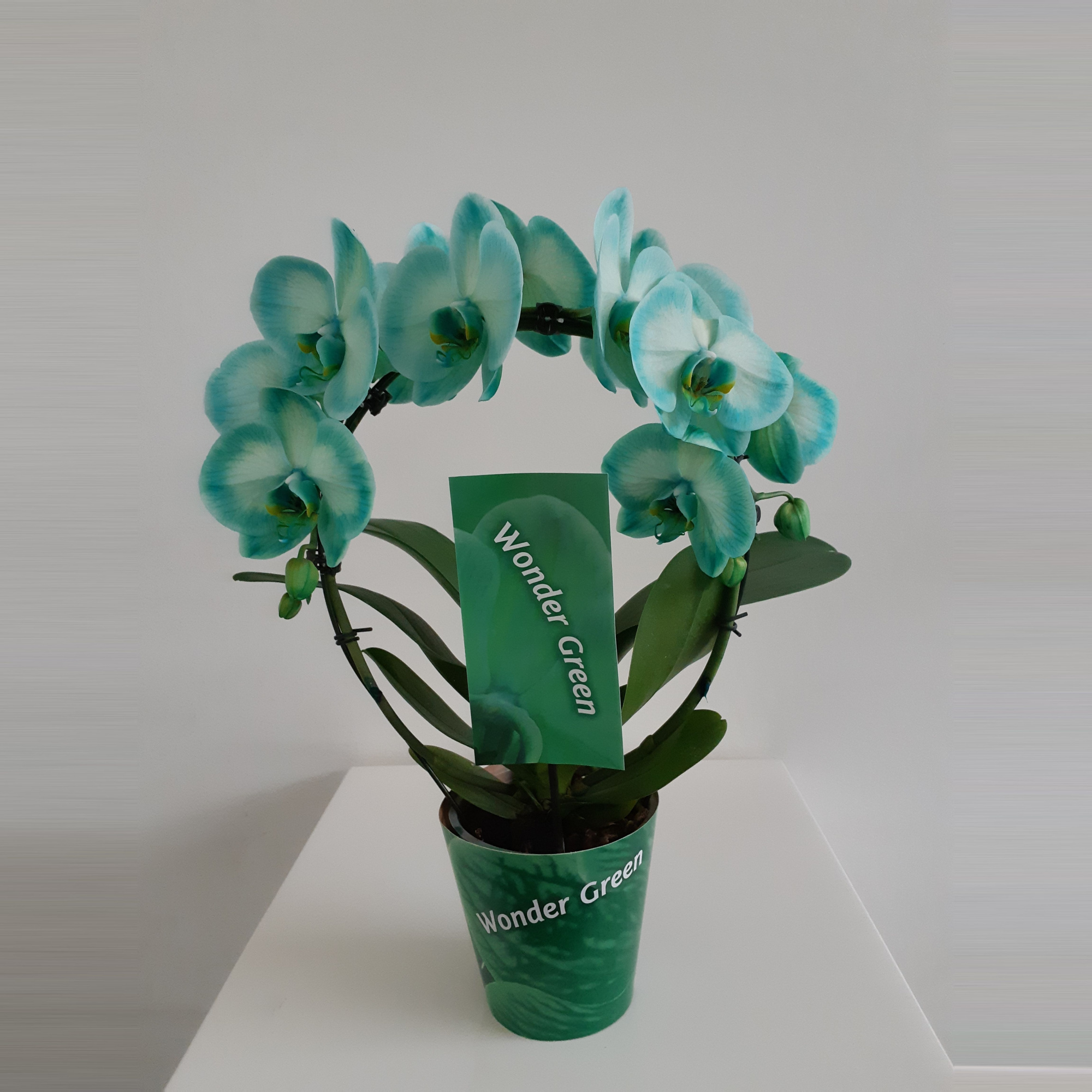 Wonder Spiegelboog Green, D 12