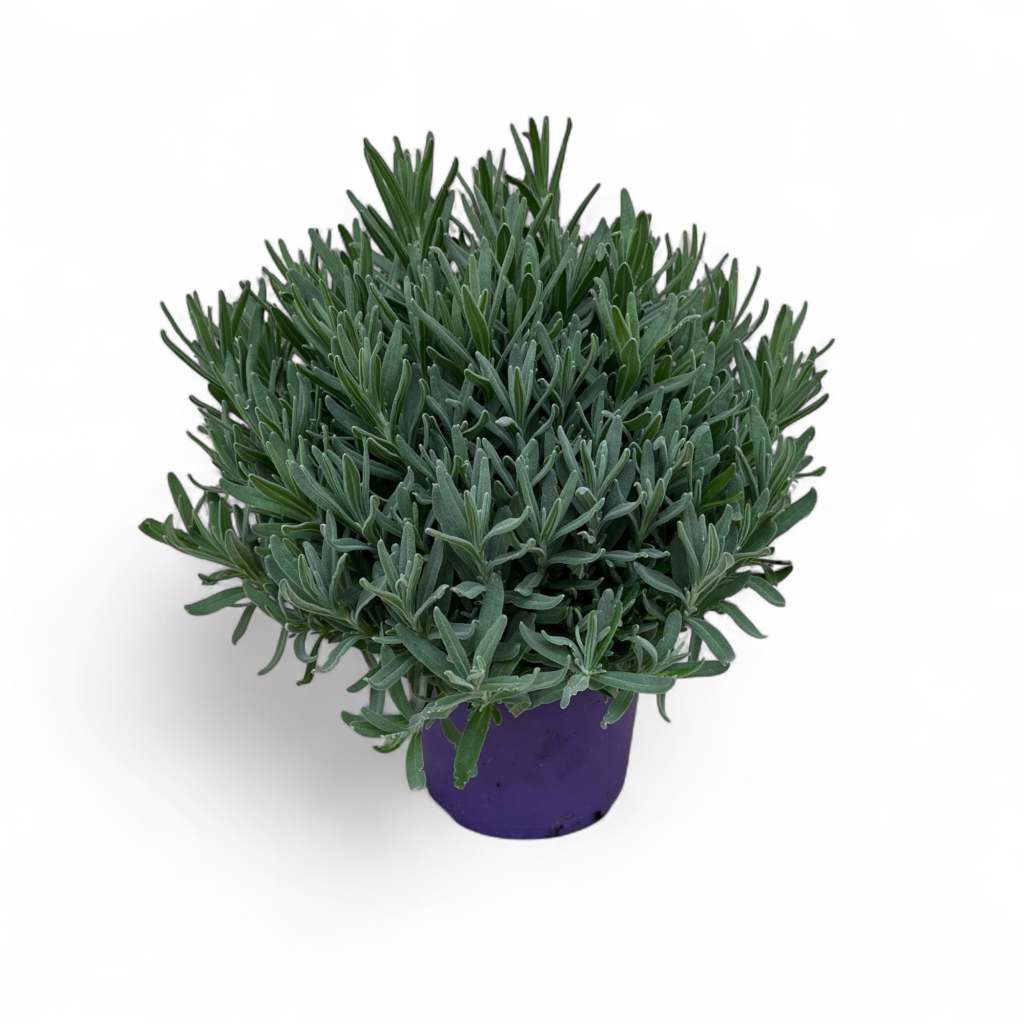 Lavandula angustifolia Cleo-Patio, D 12