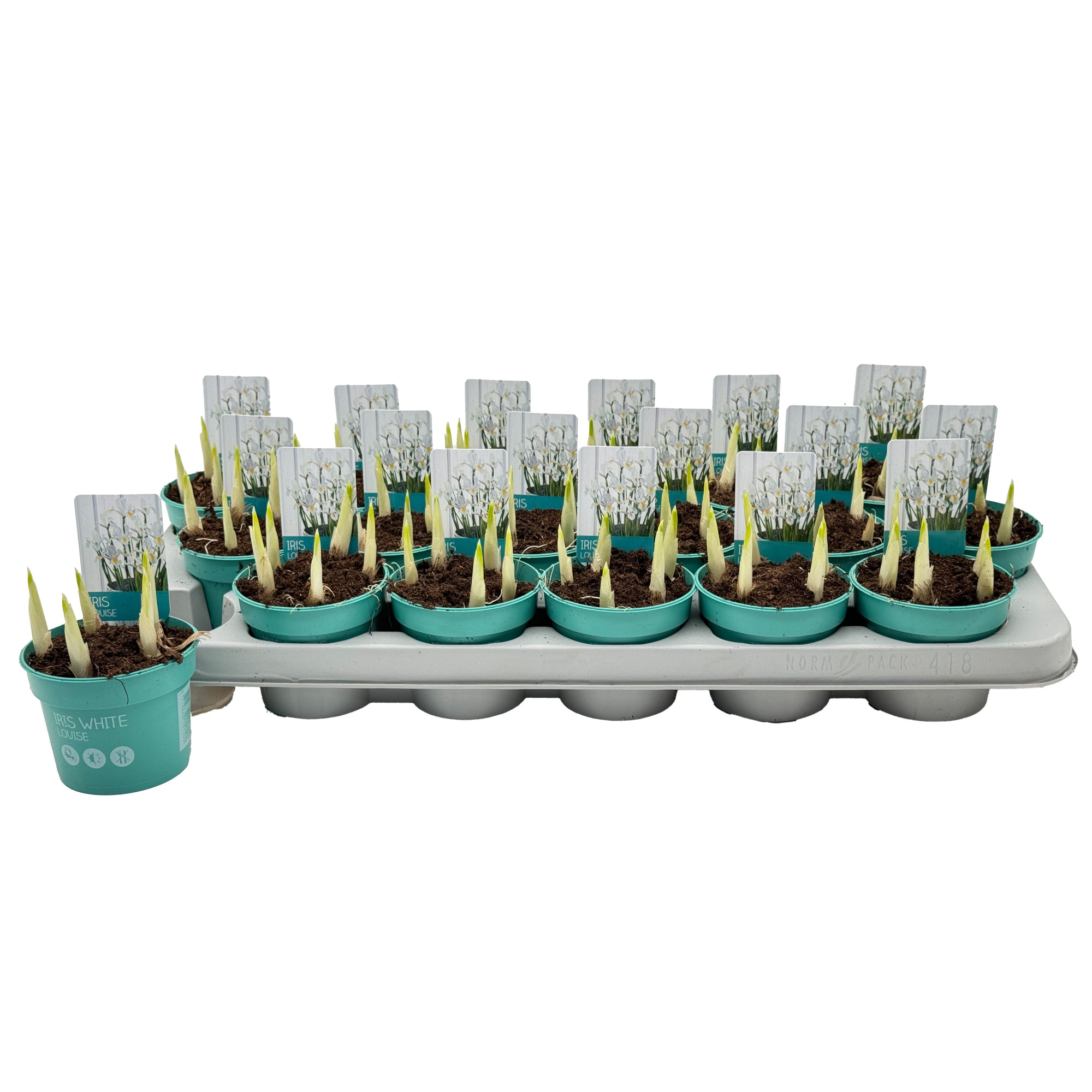 Iris Louise 'Diamond Collection', D 9