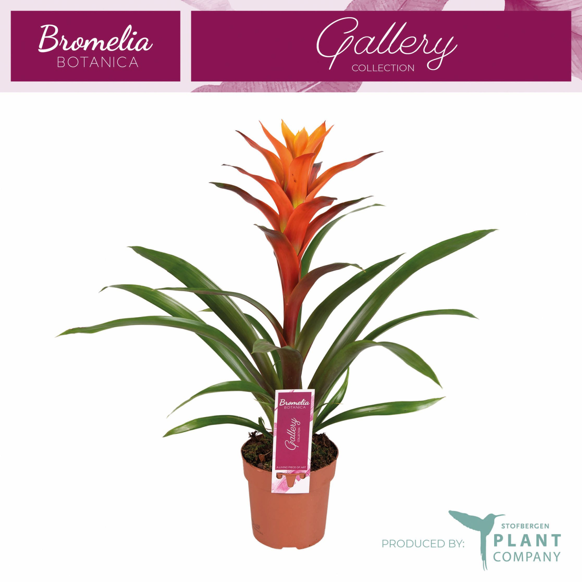 Guzmania Variada, D 12