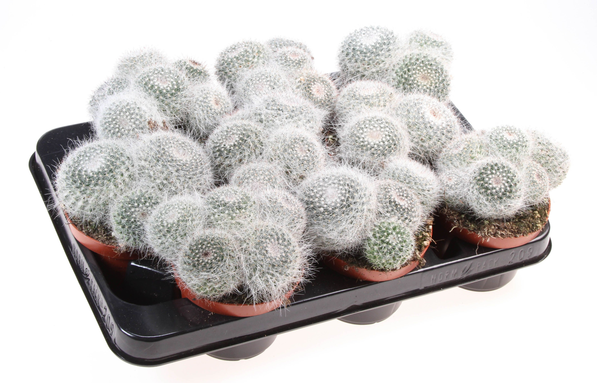 Mammillaria hahniana, D 10,5