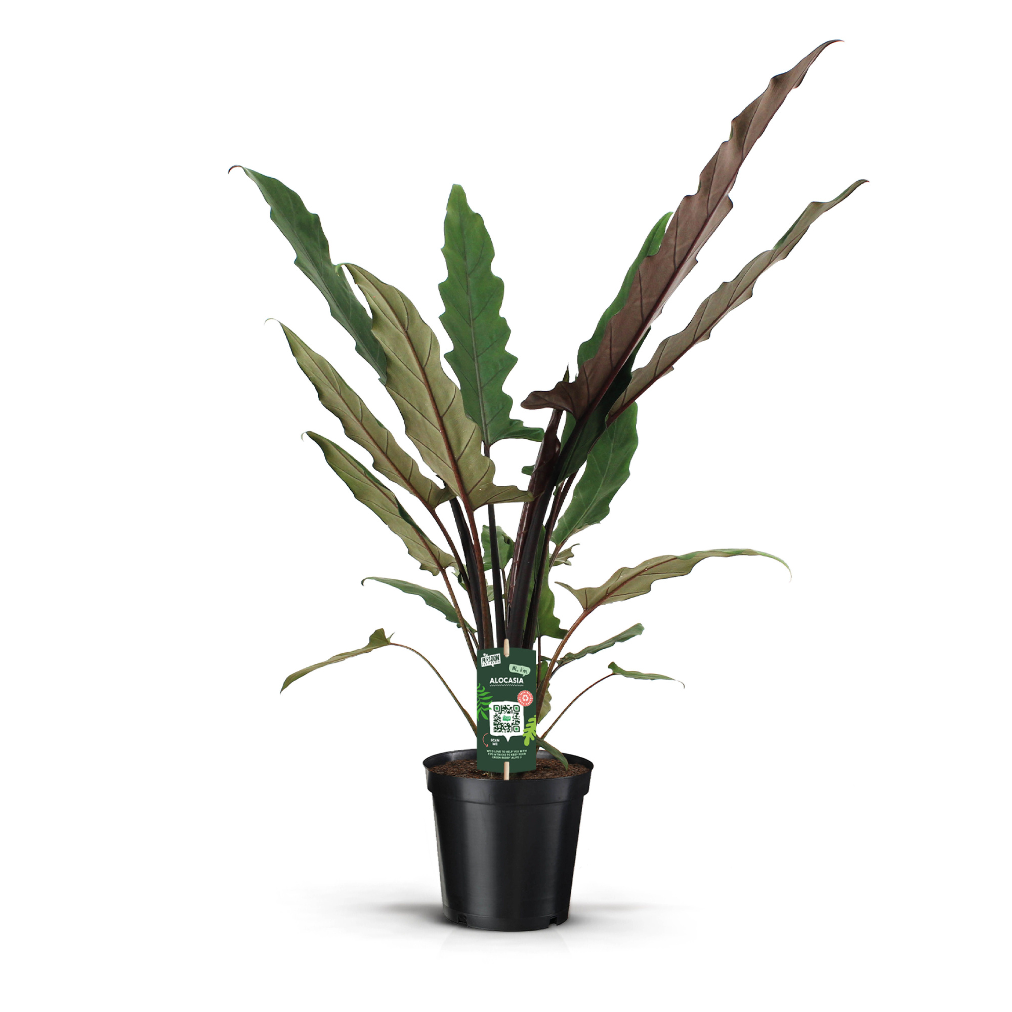 Alocasia Lauterbachiana, D 19