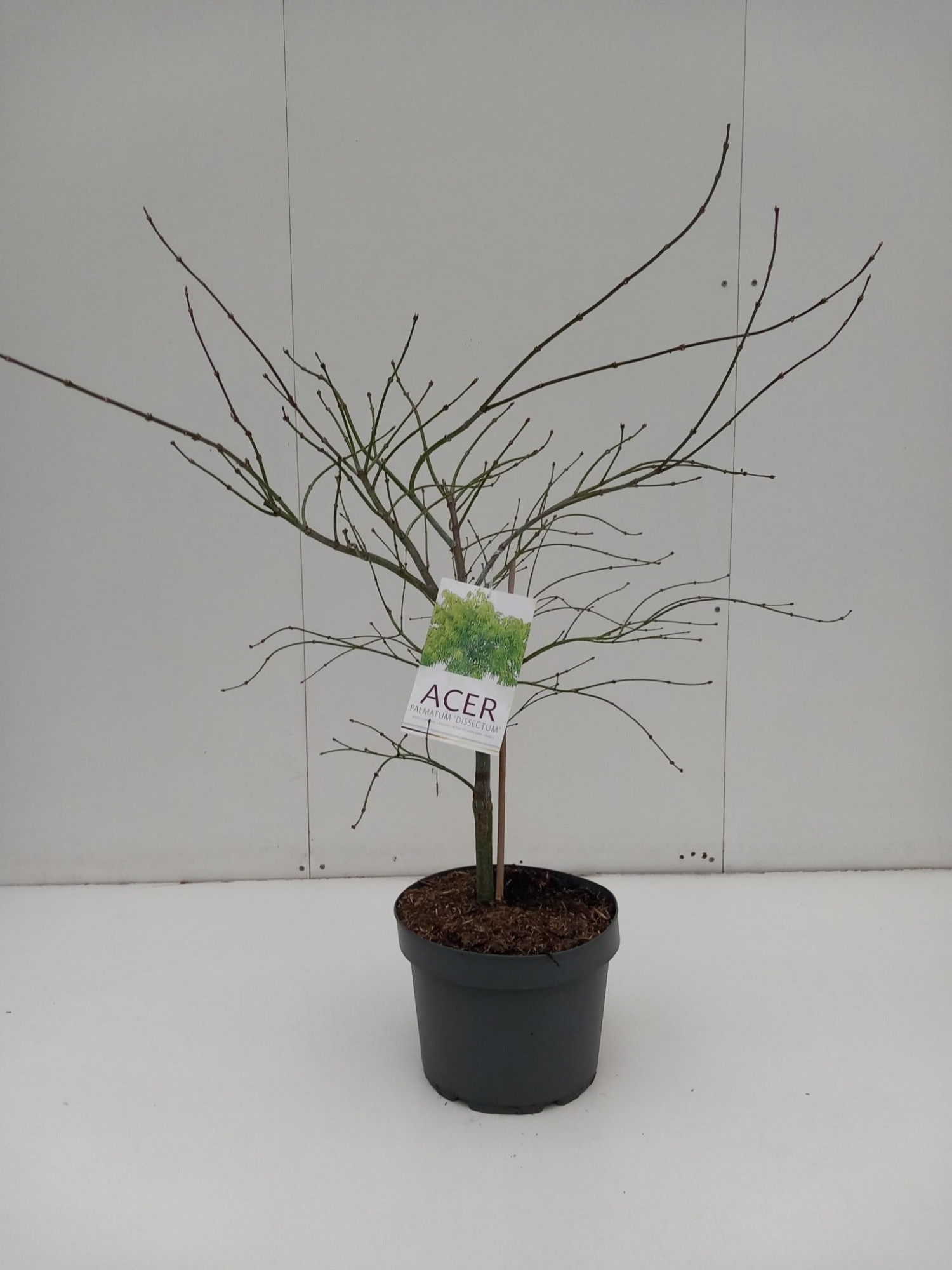 Acer palmatum Dissectum, D 29