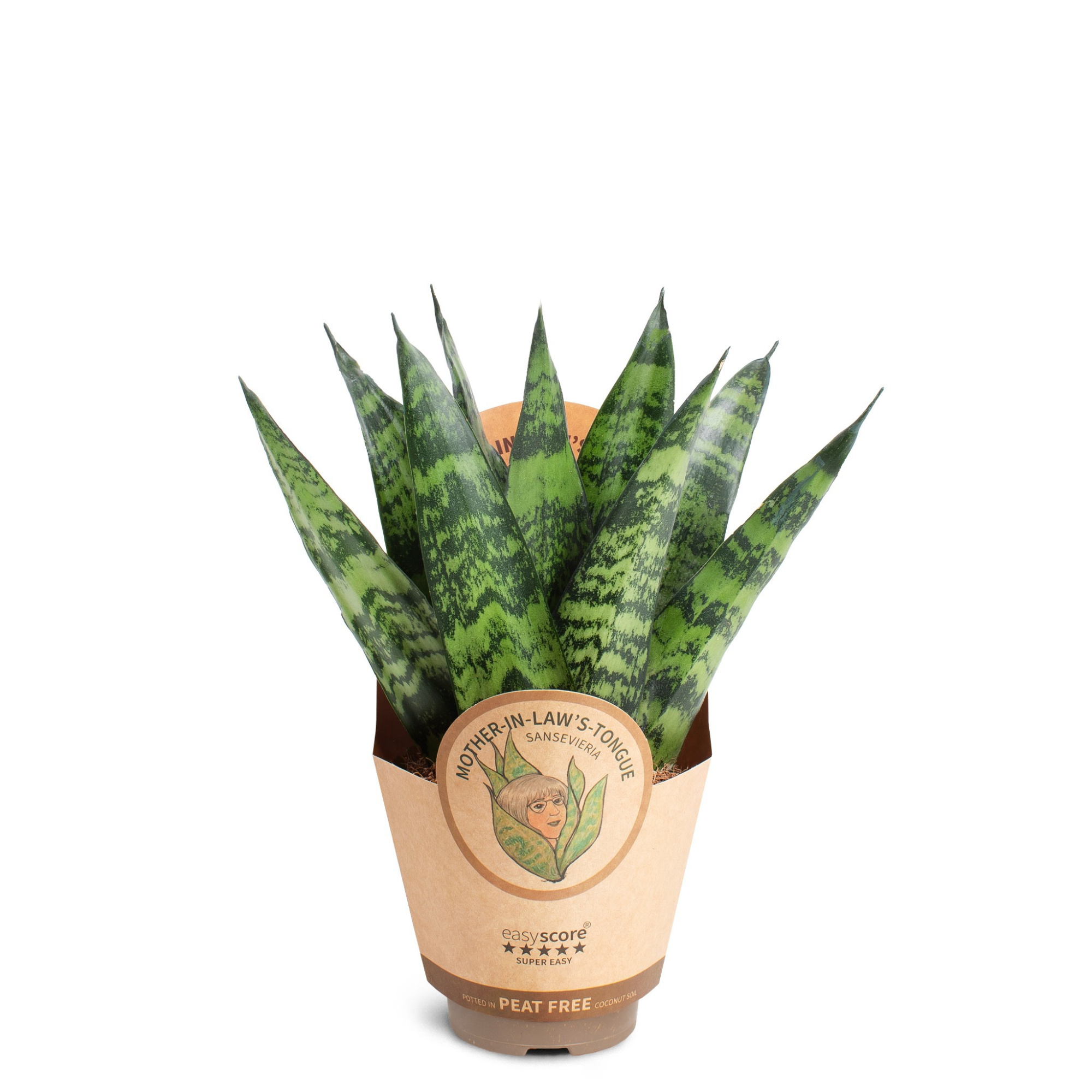 Sansevieria zeylanica, Fan, D 9