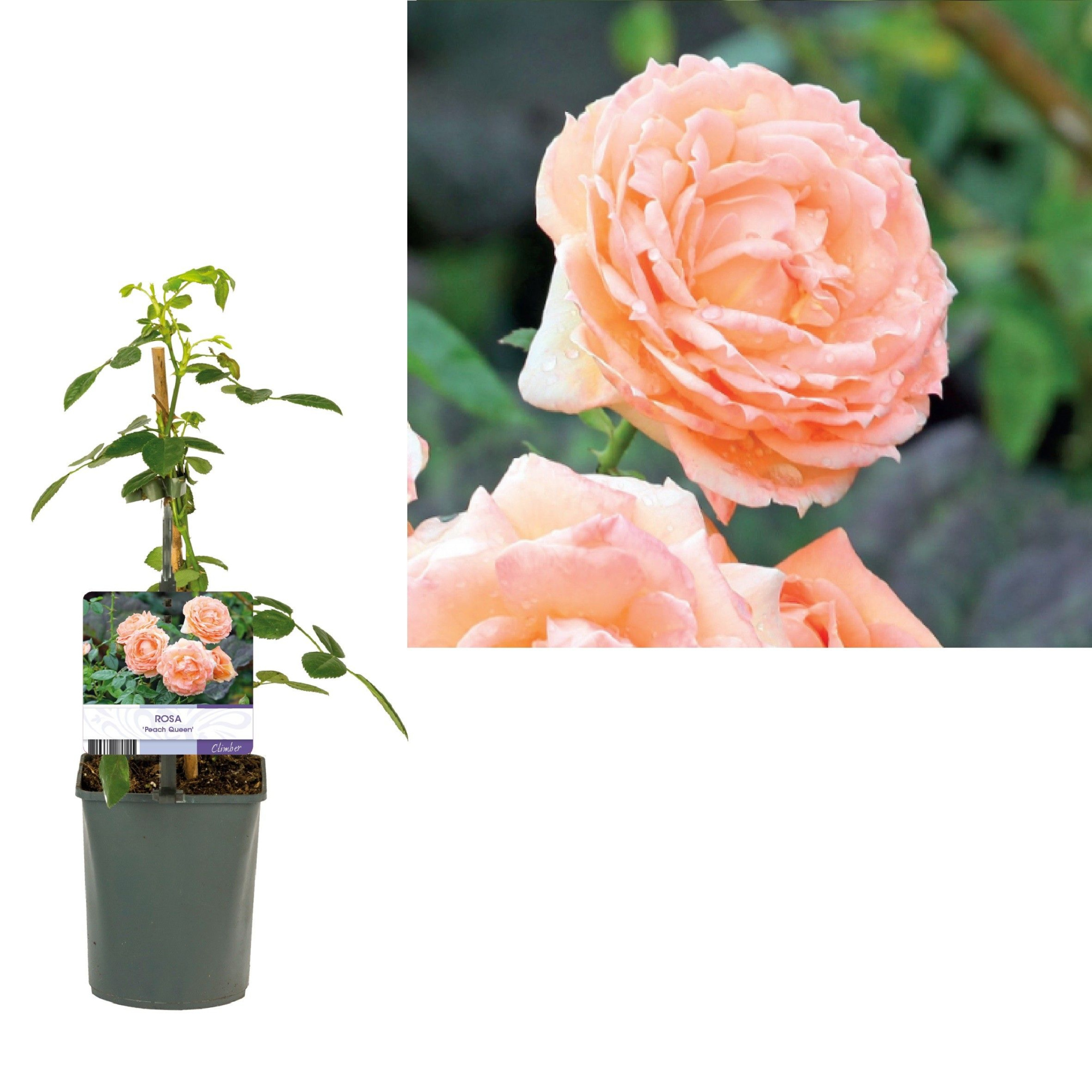 Rosa 'Peach Queen' +light label, D 11