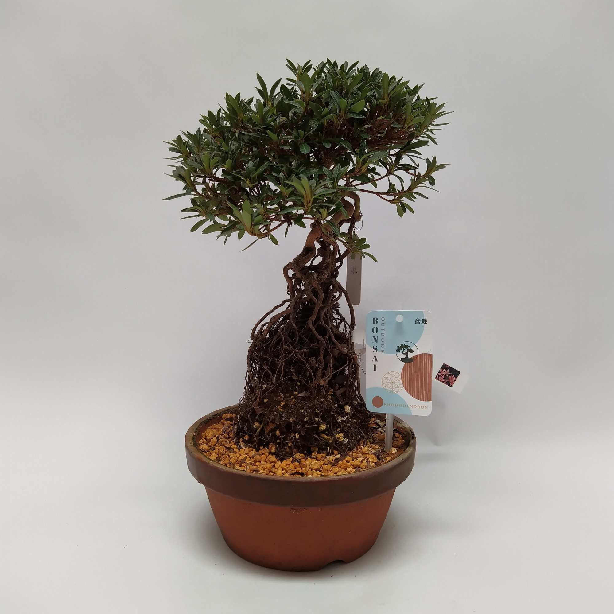 Satsuki Azalea on Root 'G1' 19 cm (herkomst: Japan), D 19