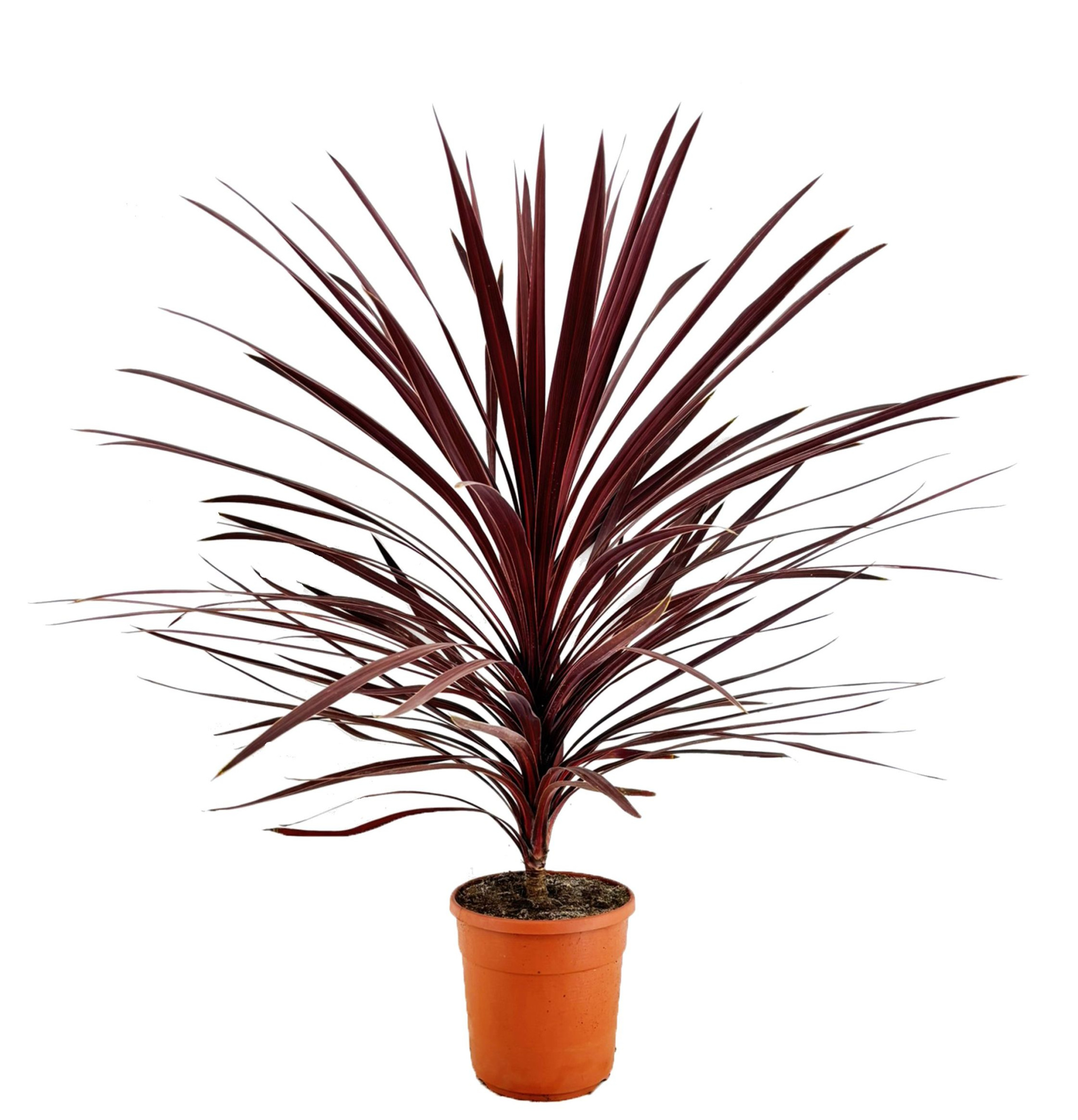 Cordyline australis red star, D 24